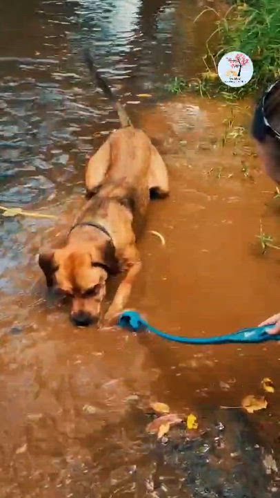 Enlarge Icarus, a ADOPTABLE Mastiff in Bishop, GA video 6/6