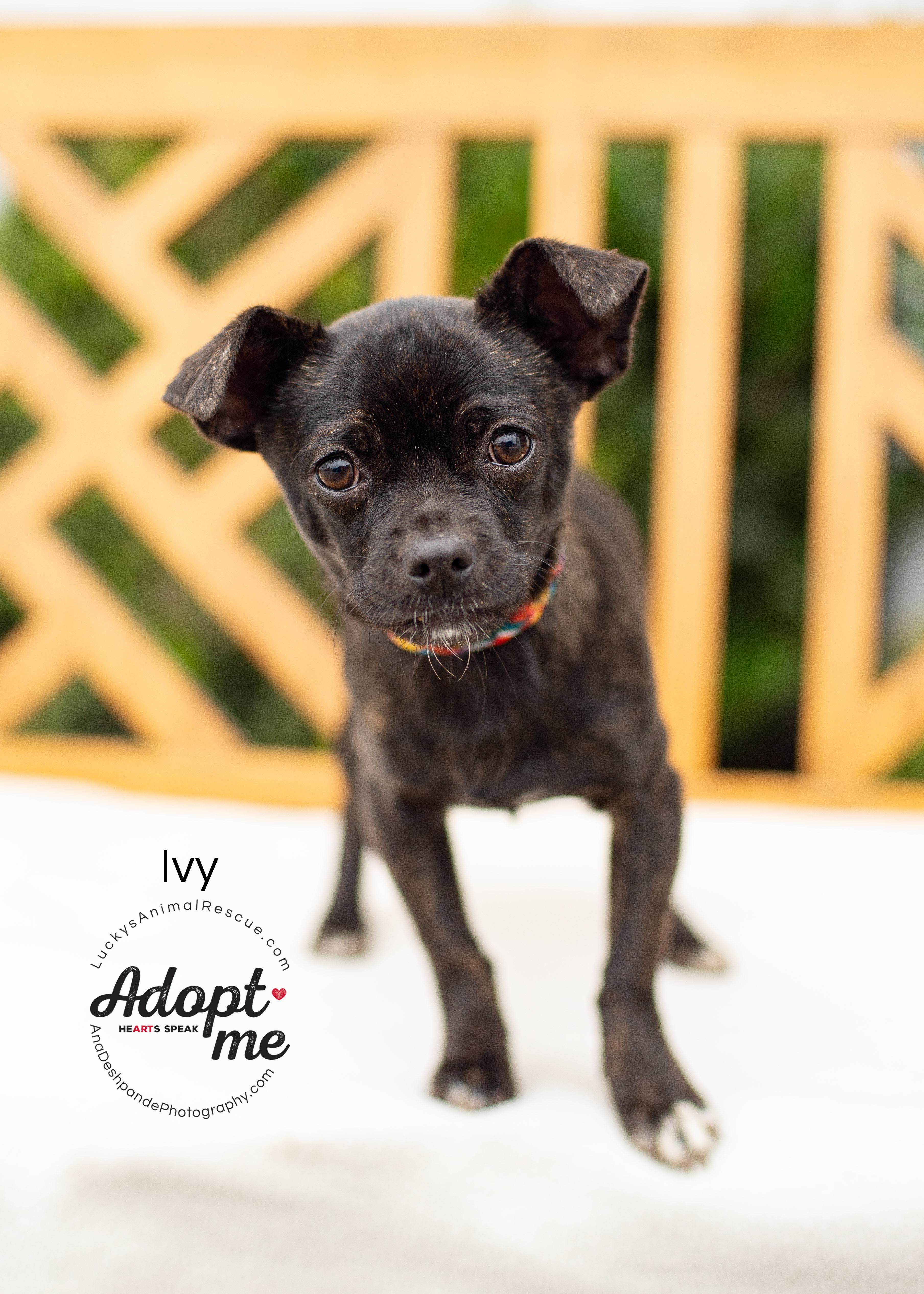 Enlarge Ivy, an adopted mixed breed in Bakersfield, CA image 2/5