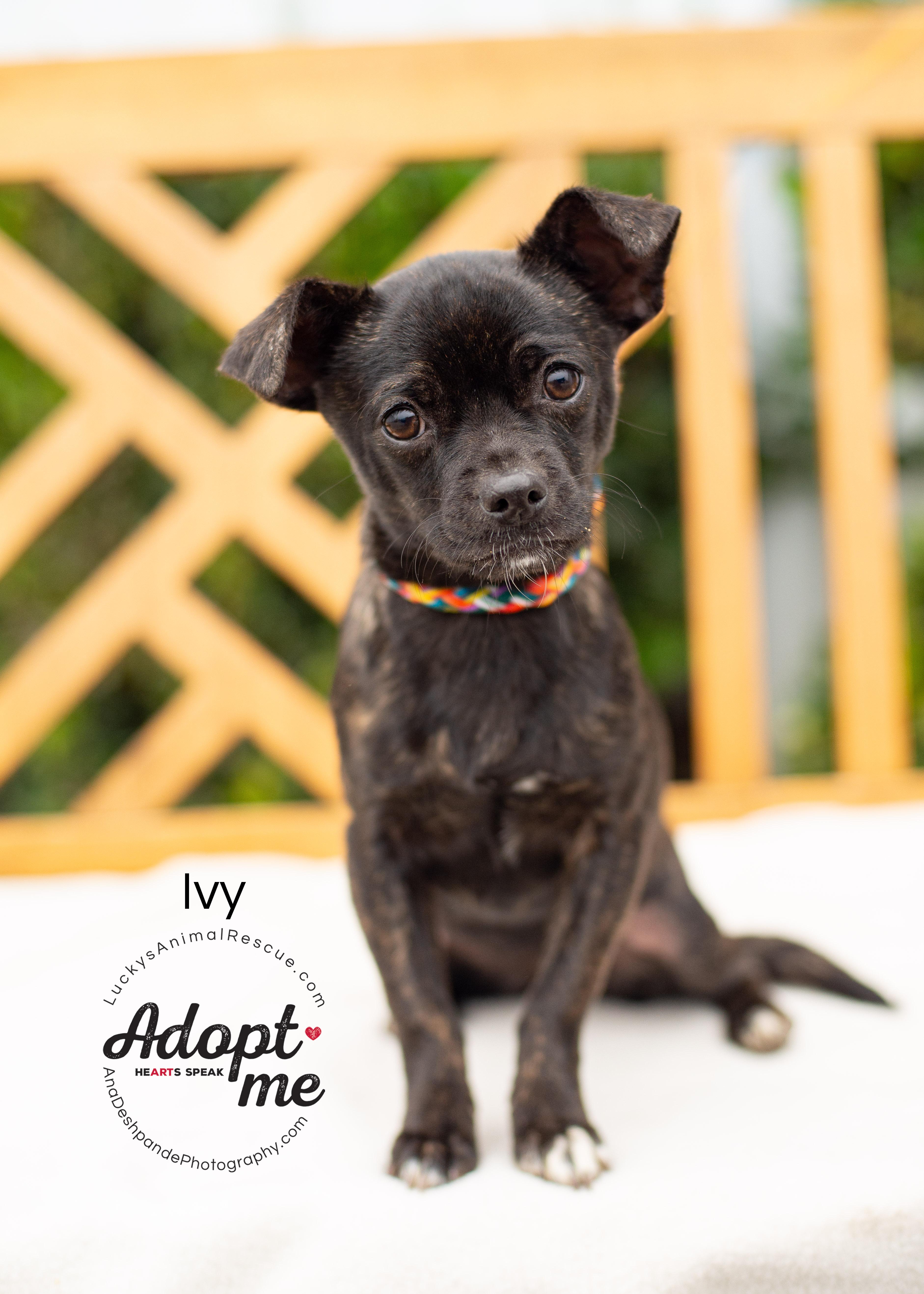 Enlarge Ivy, an adopted mixed breed in Bakersfield, CA image 4/5
