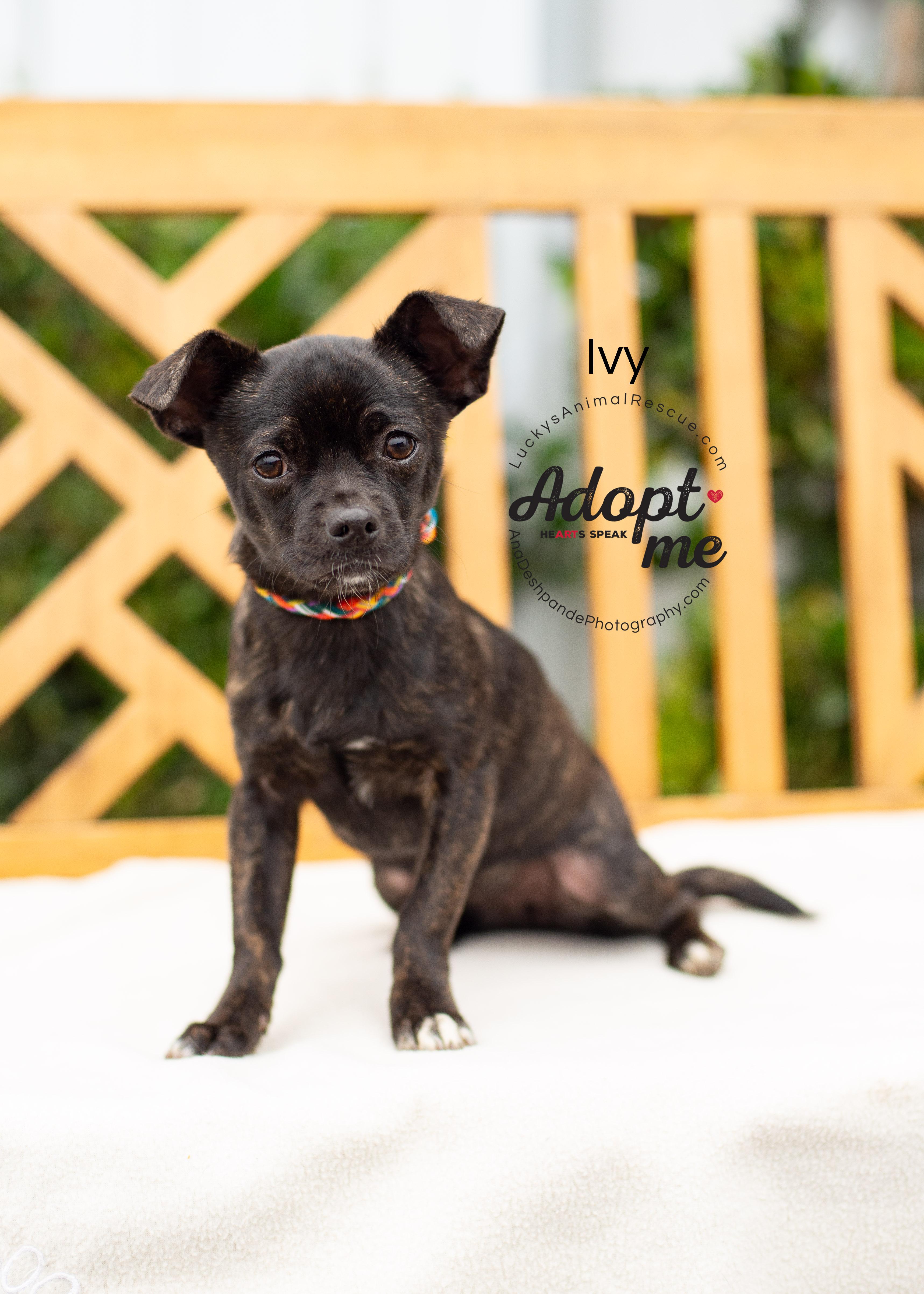 Enlarge Ivy, an adopted mixed breed in Bakersfield, CA image 5/5