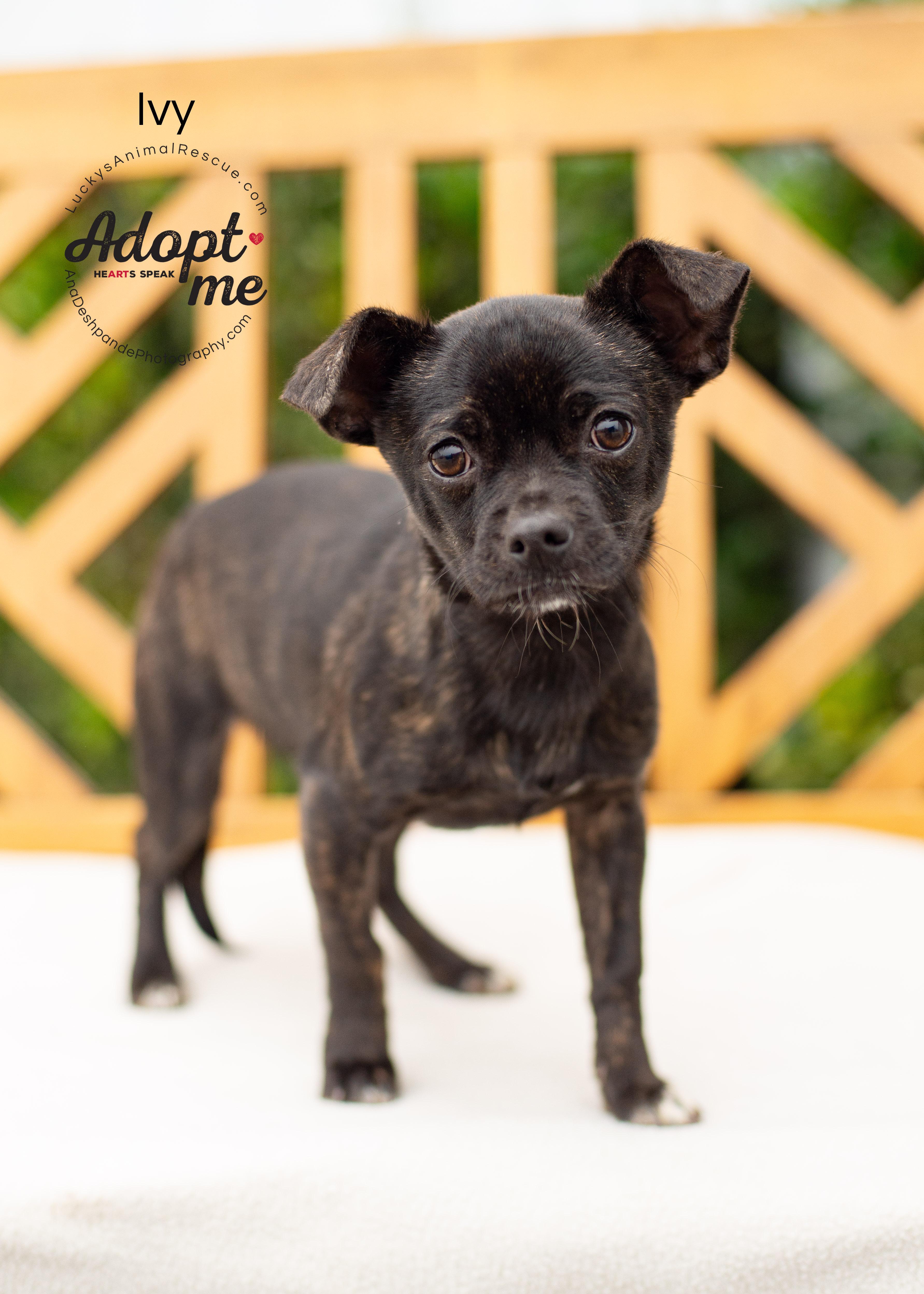 Enlarge Ivy, an adopted mixed breed in Bakersfield, CA image 1/5