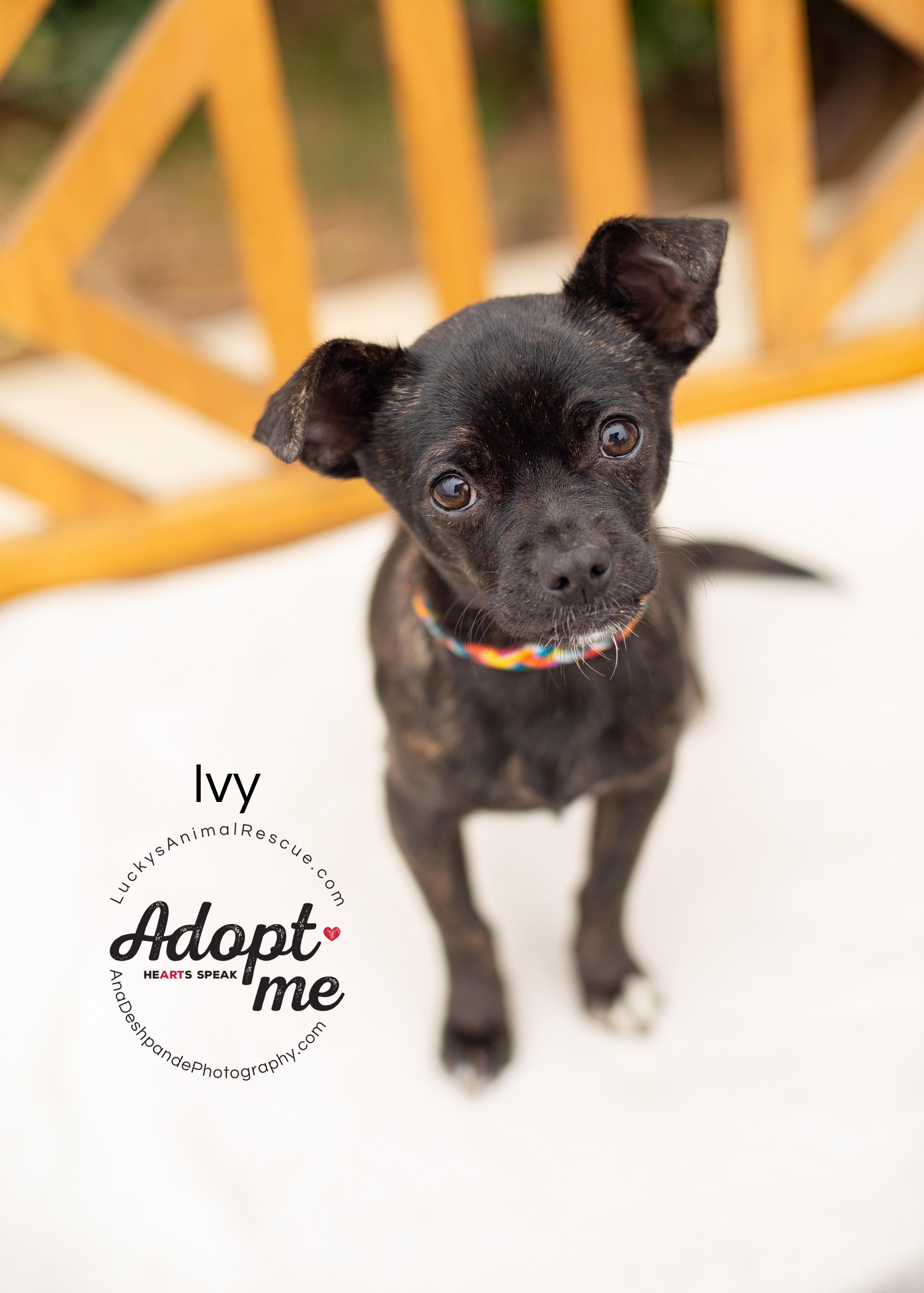 Enlarge Ivy, an adopted mixed breed in Bakersfield, CA image 3/5