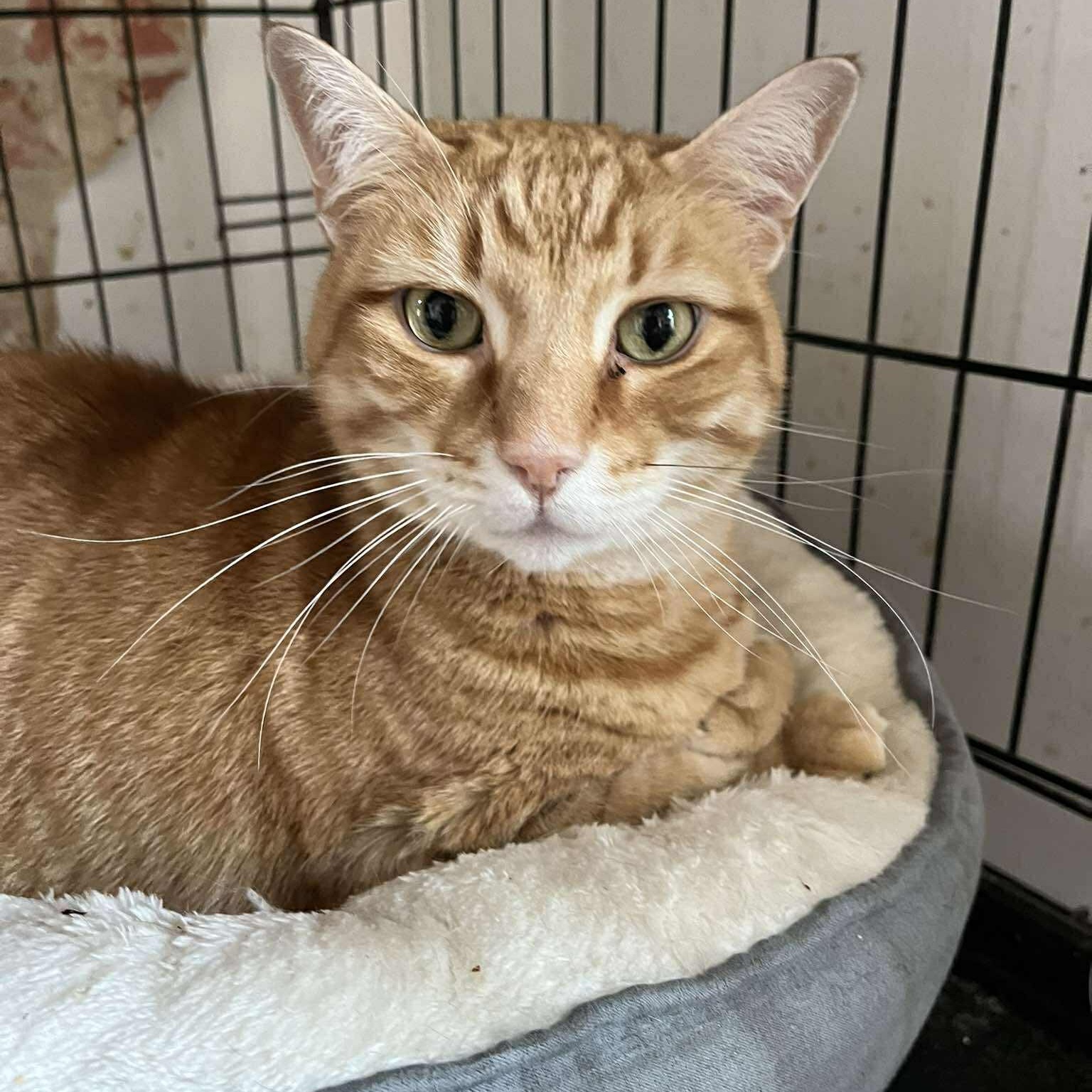 Enlarge Shawn, a ADOPTABLE Domestic Short Hair in Huntington, NY image 2/4