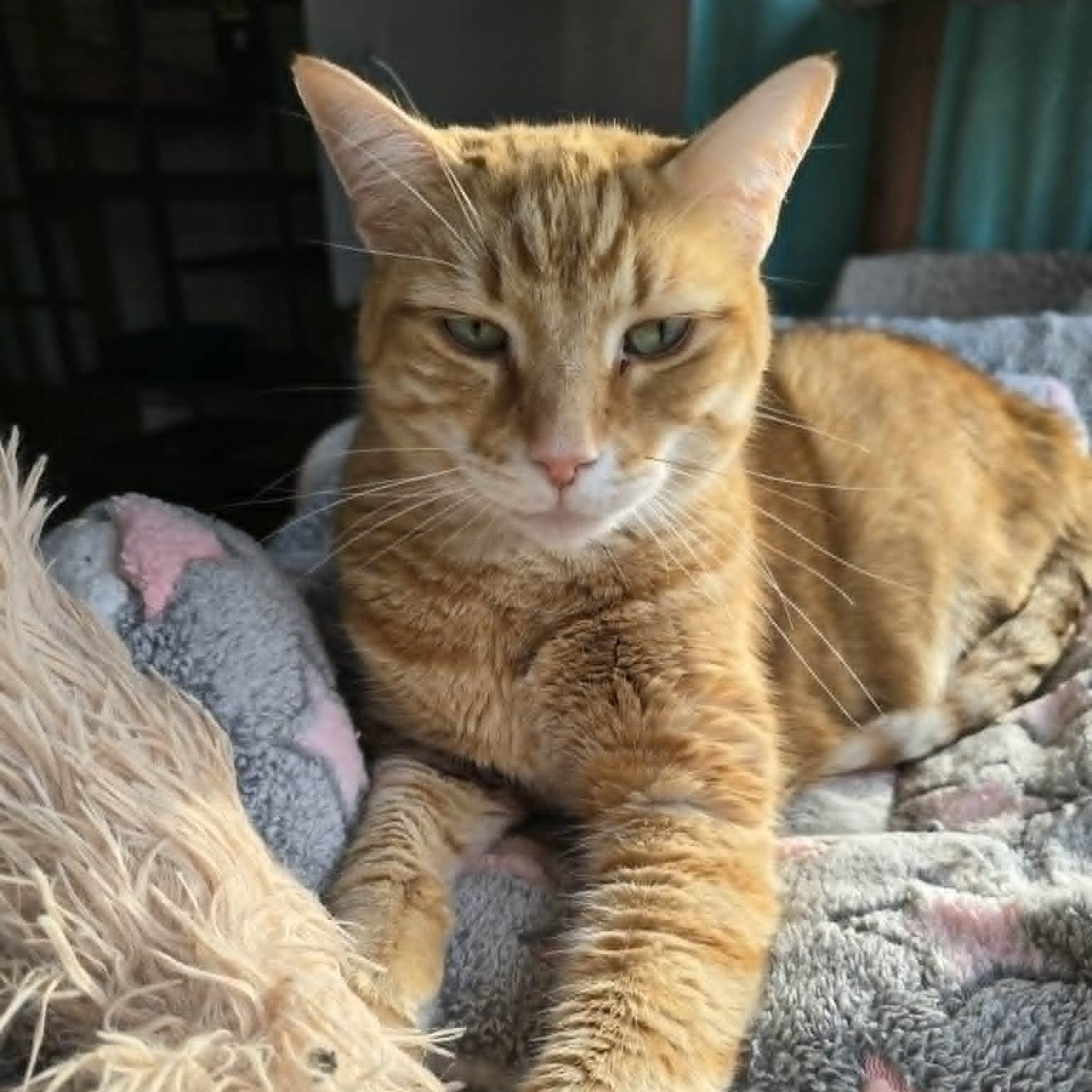 Shawn, a ADOPTABLE Domestic Short Hair in Huntington, NY image 2/6