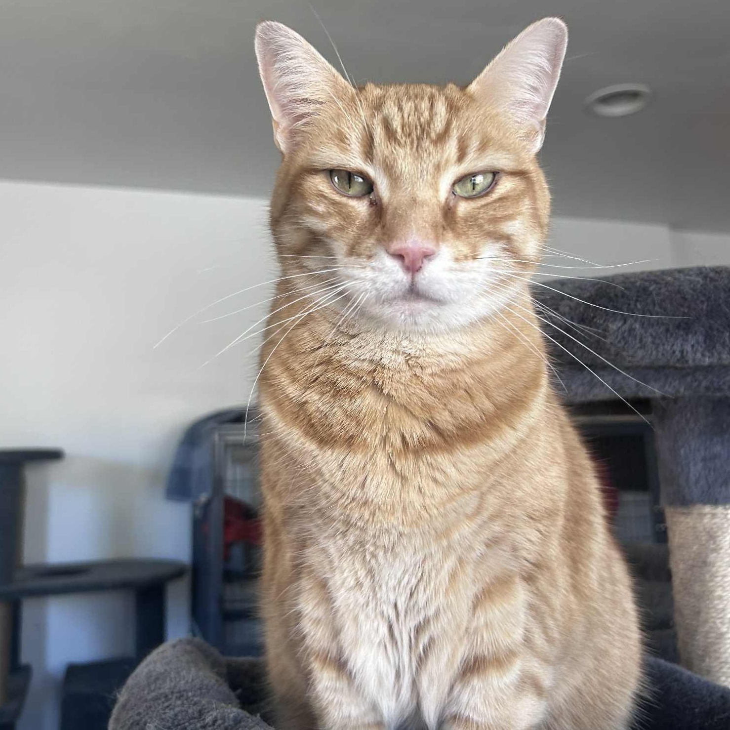 Shawn, a ADOPTABLE Domestic Short Hair in Huntington, NY image 1/6