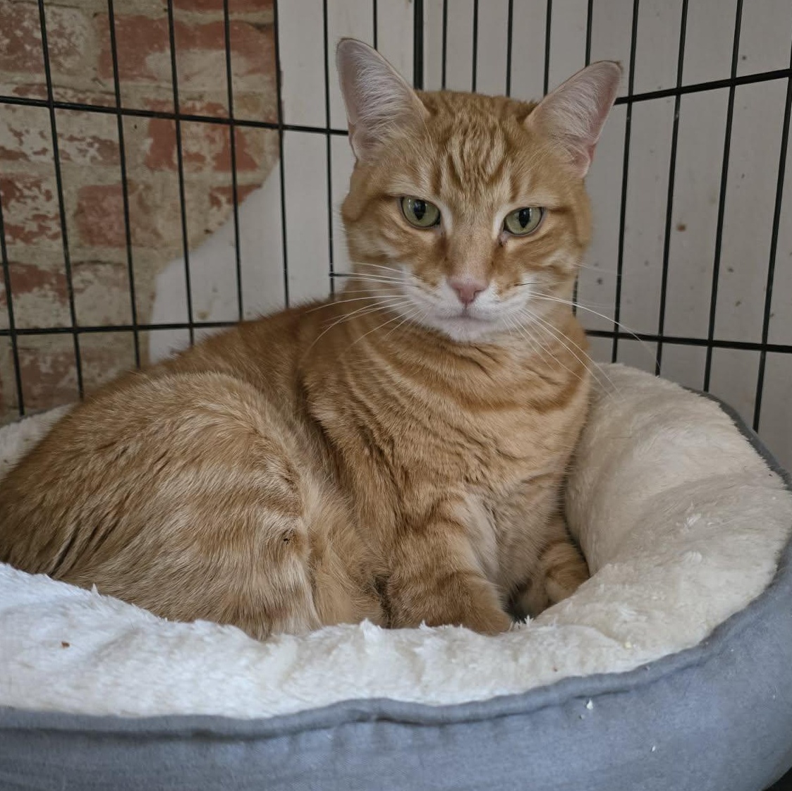 Enlarge Shawn, a ADOPTABLE Domestic Short Hair in Huntington, NY image 1/4