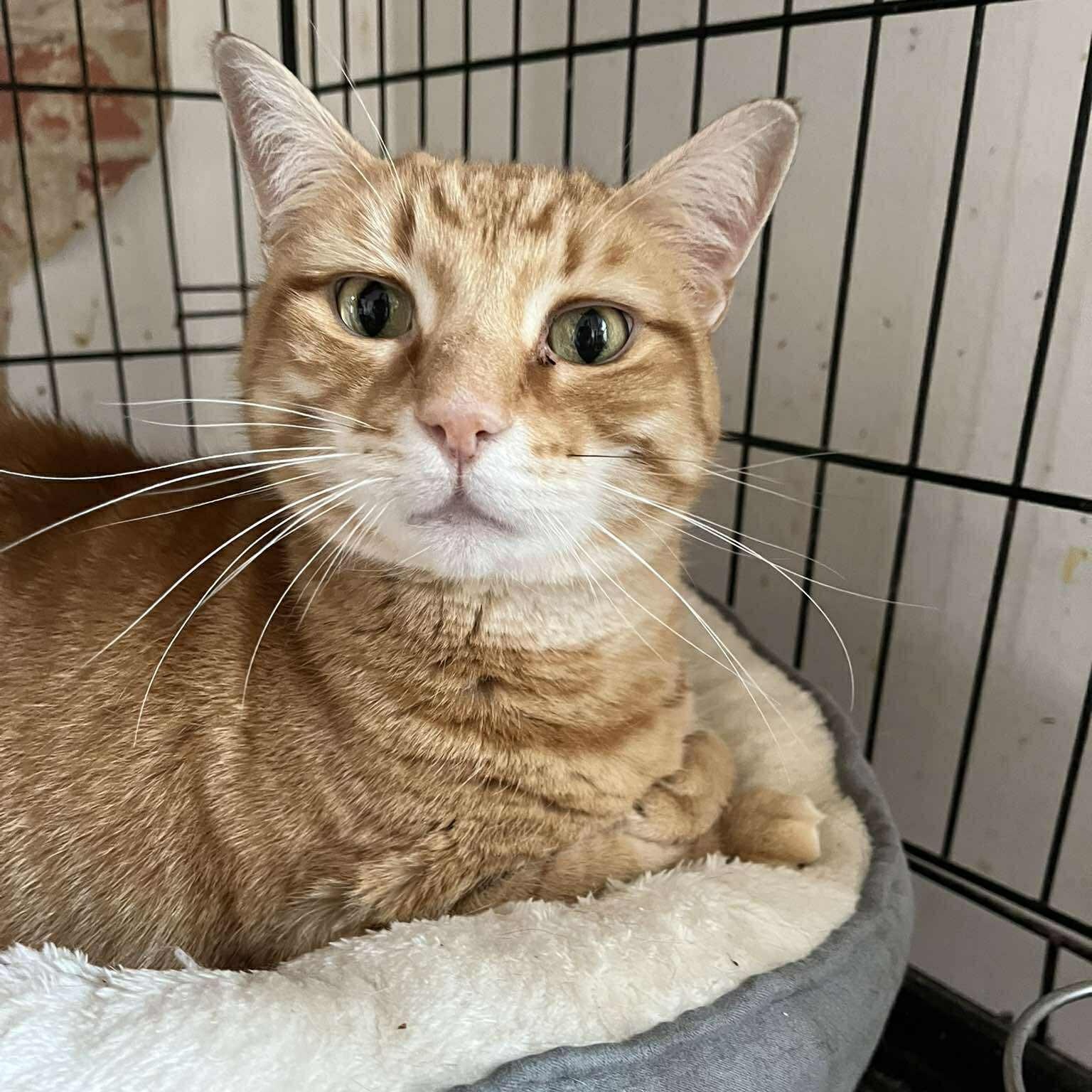 Enlarge Shawn, a ADOPTABLE Domestic Short Hair in Huntington, NY image 3/4