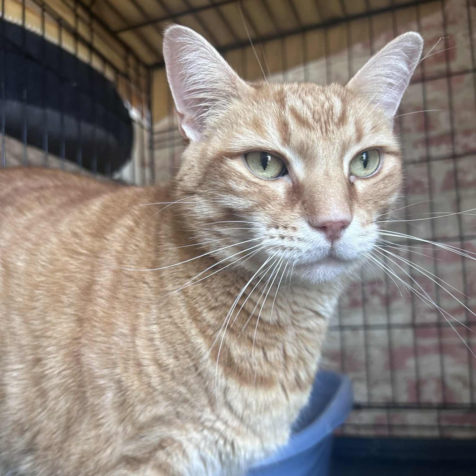 Enlarge Shawn, a ADOPTABLE Domestic Short Hair in Huntington, NY image 4/4