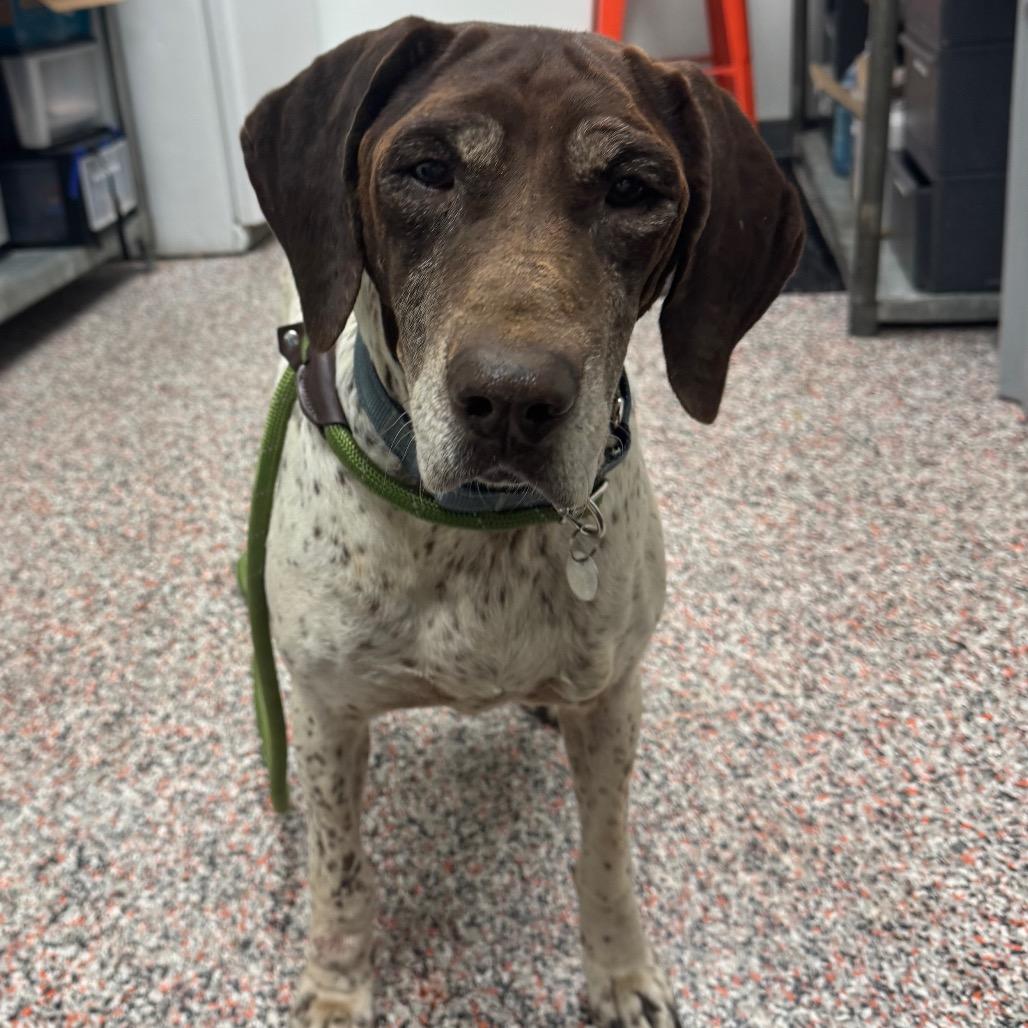Enlarge Porridge, a Adoptable mixed breed in Salt Lake City, UT image 1/1