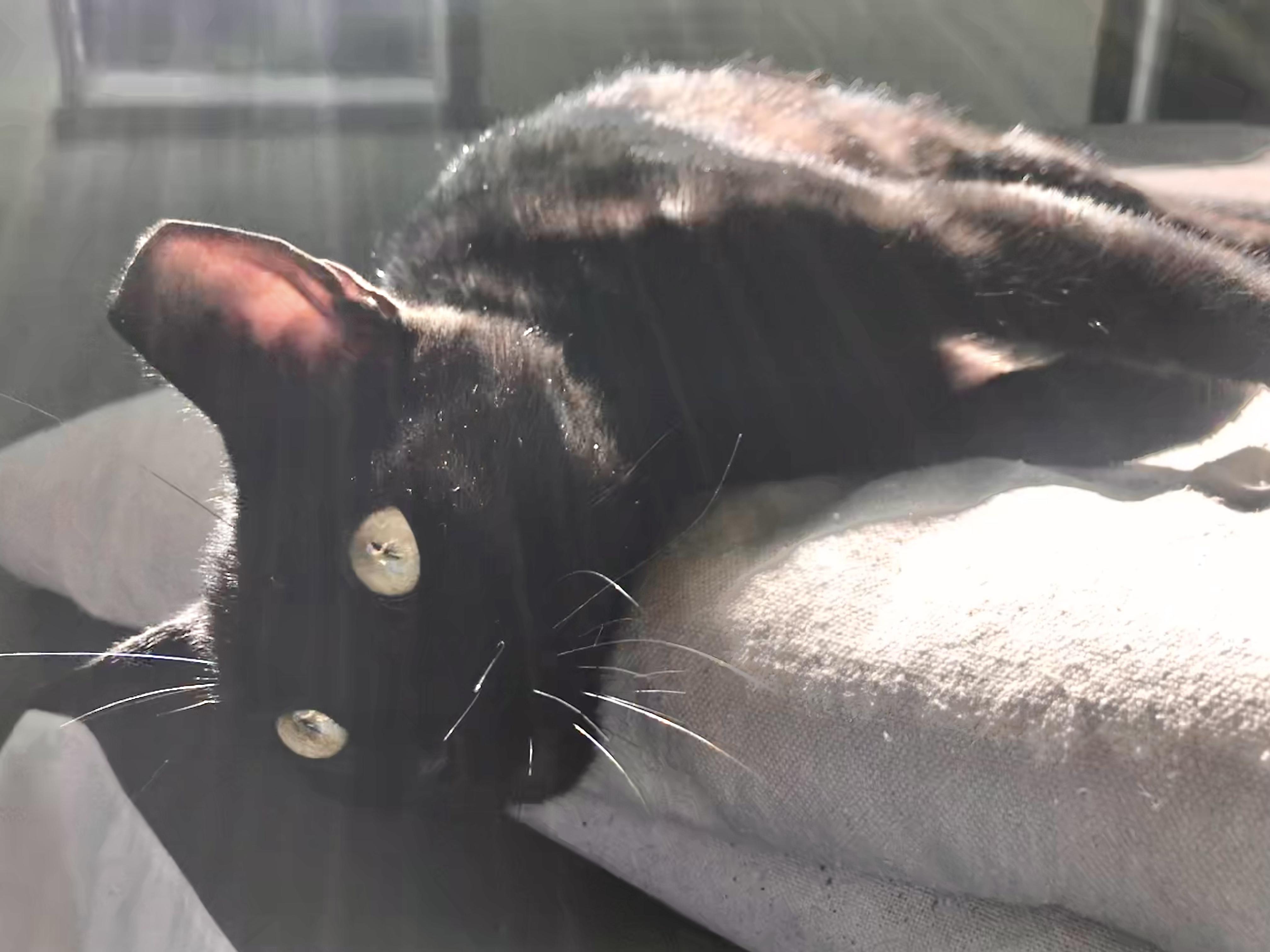 Enlarge JellyBean, a Adoptable American Shorthair in El cerrito, CA image 2/6