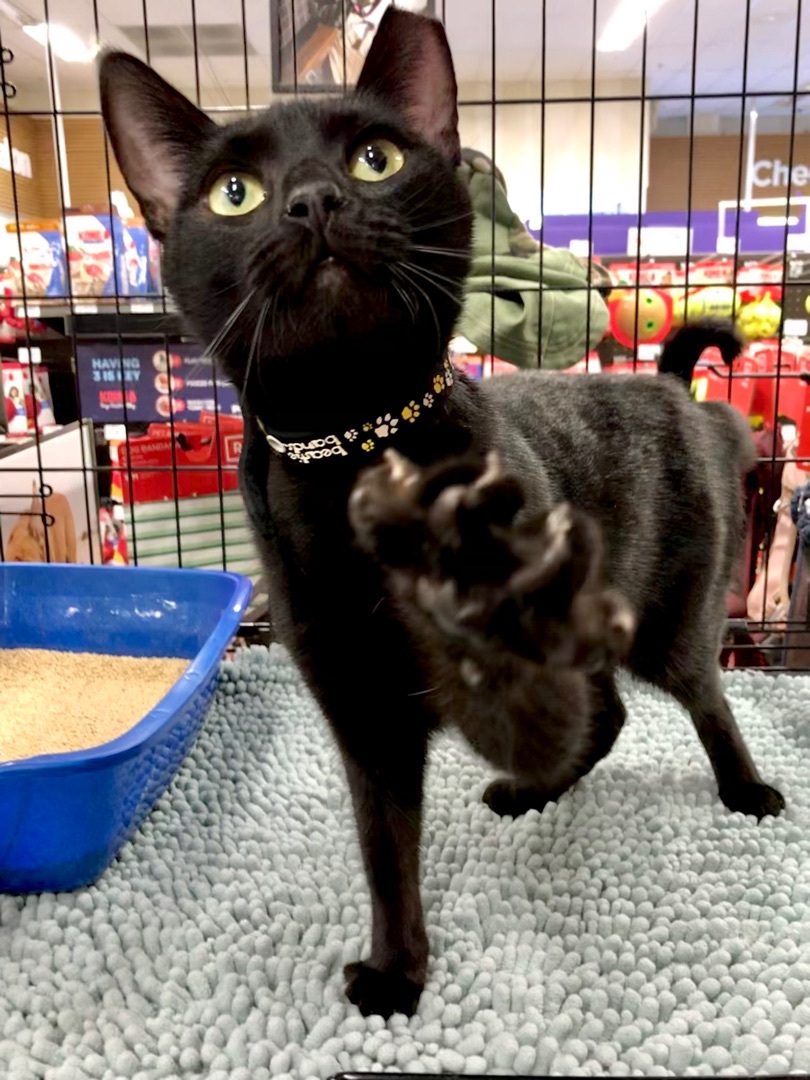Enlarge JellyBean, a Adoptable American Shorthair in El cerrito, CA image 3/6