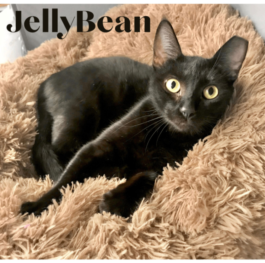 Enlarge JellyBean, a Adoptable American Shorthair in El cerrito, CA image 4/6