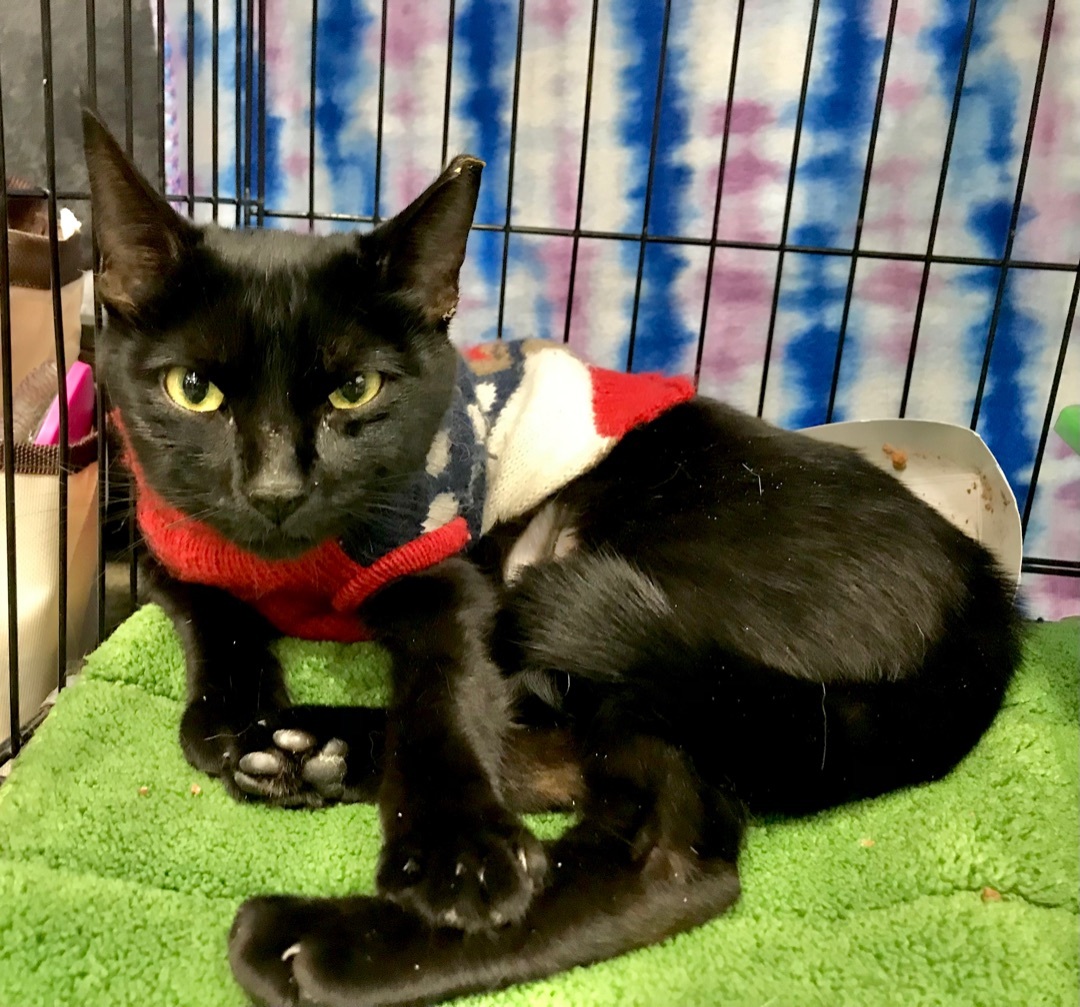 Enlarge JellyBean, a Adoptable American Shorthair in El cerrito, CA image 5/6