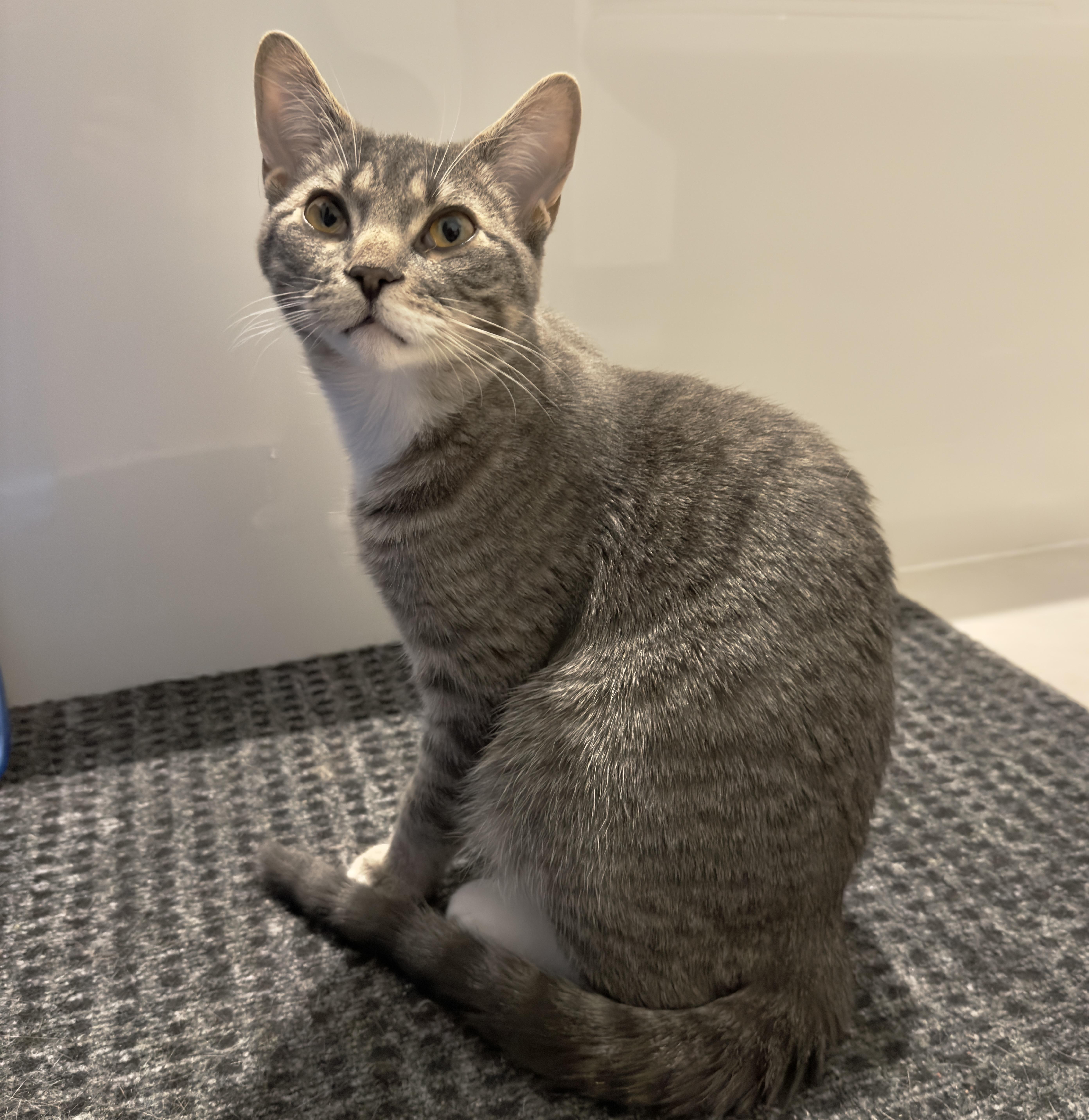 Enlarge Chico, an adopted mixed breed in Toronto, ON image 3/4