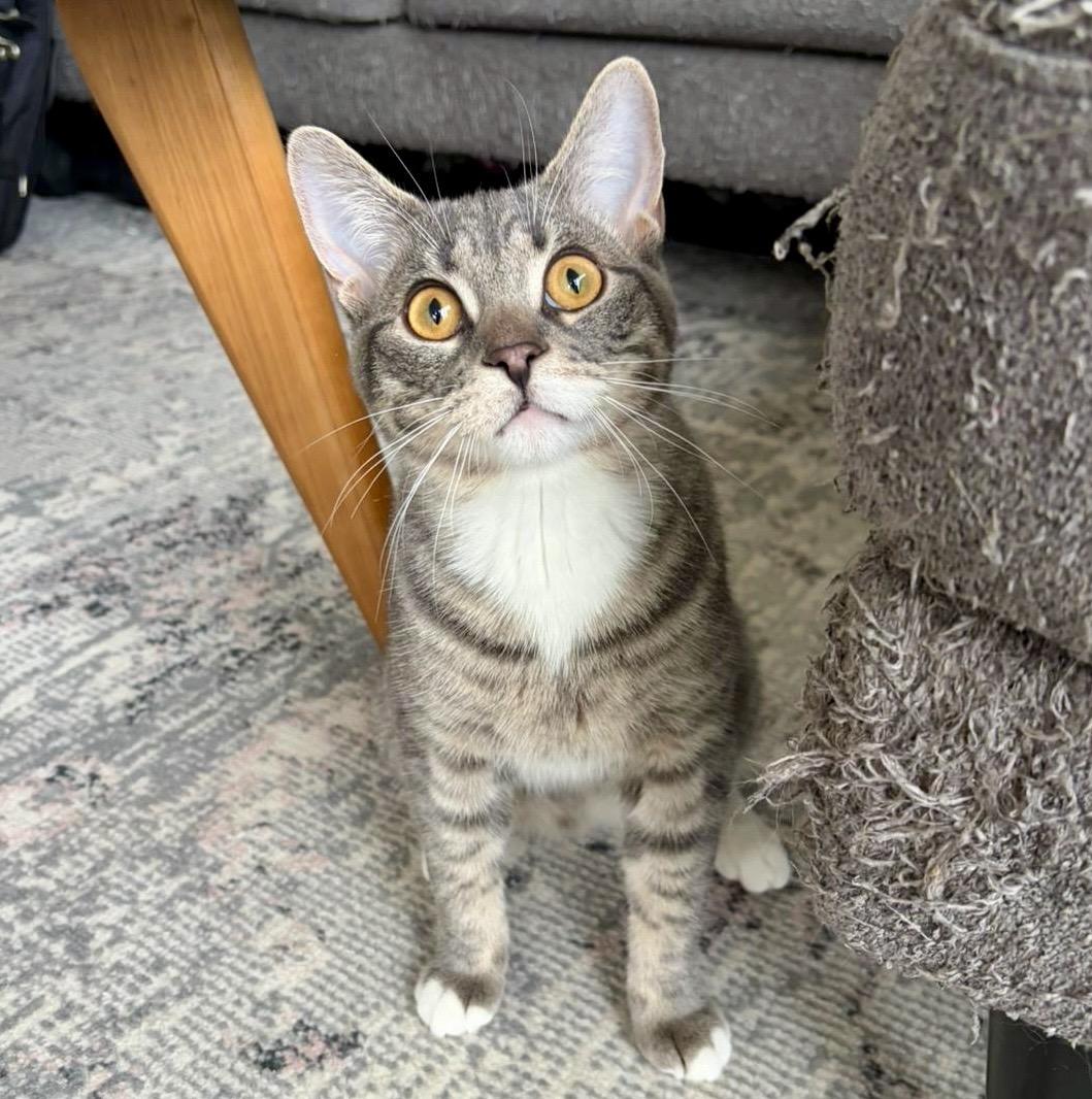 Enlarge Chico, an adopted mixed breed in Toronto, ON image 1/4