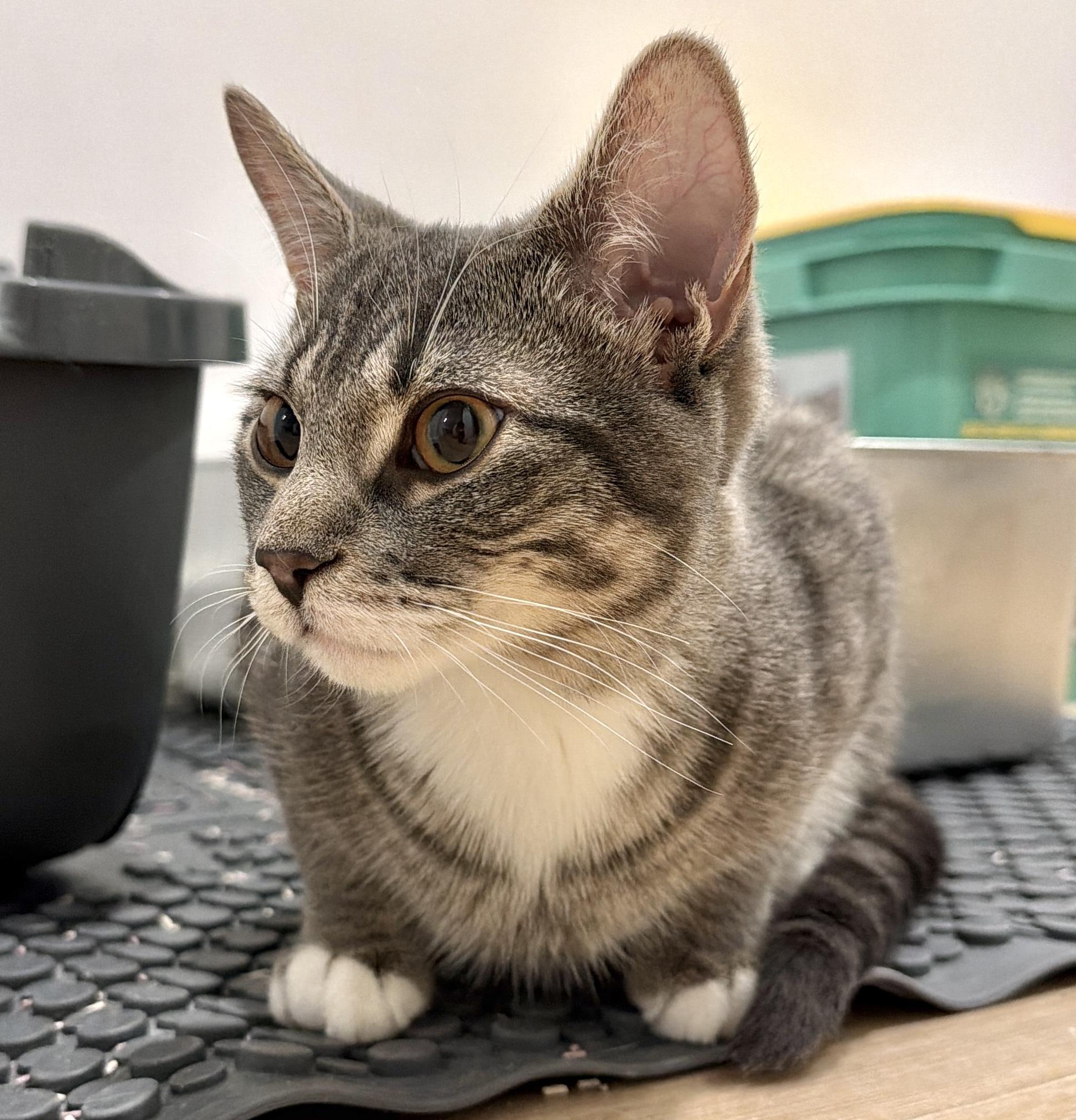 Enlarge Chico, an adopted mixed breed in Toronto, ON image 2/4