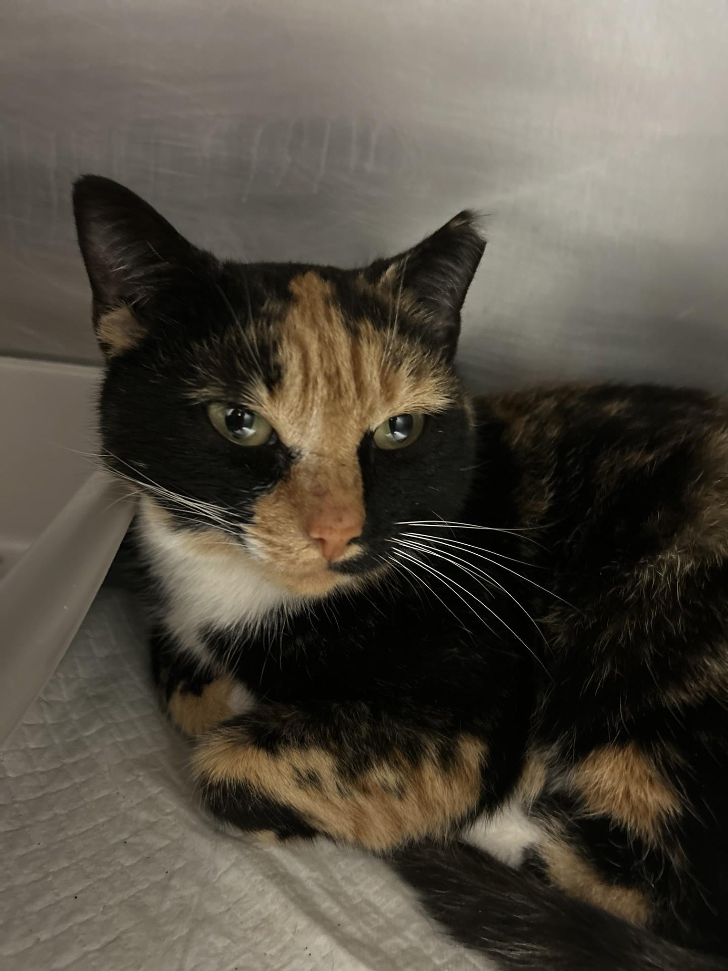 Enlarge Moxie, an adopted Domestic Short Hair in Germanton, NC image 1/1