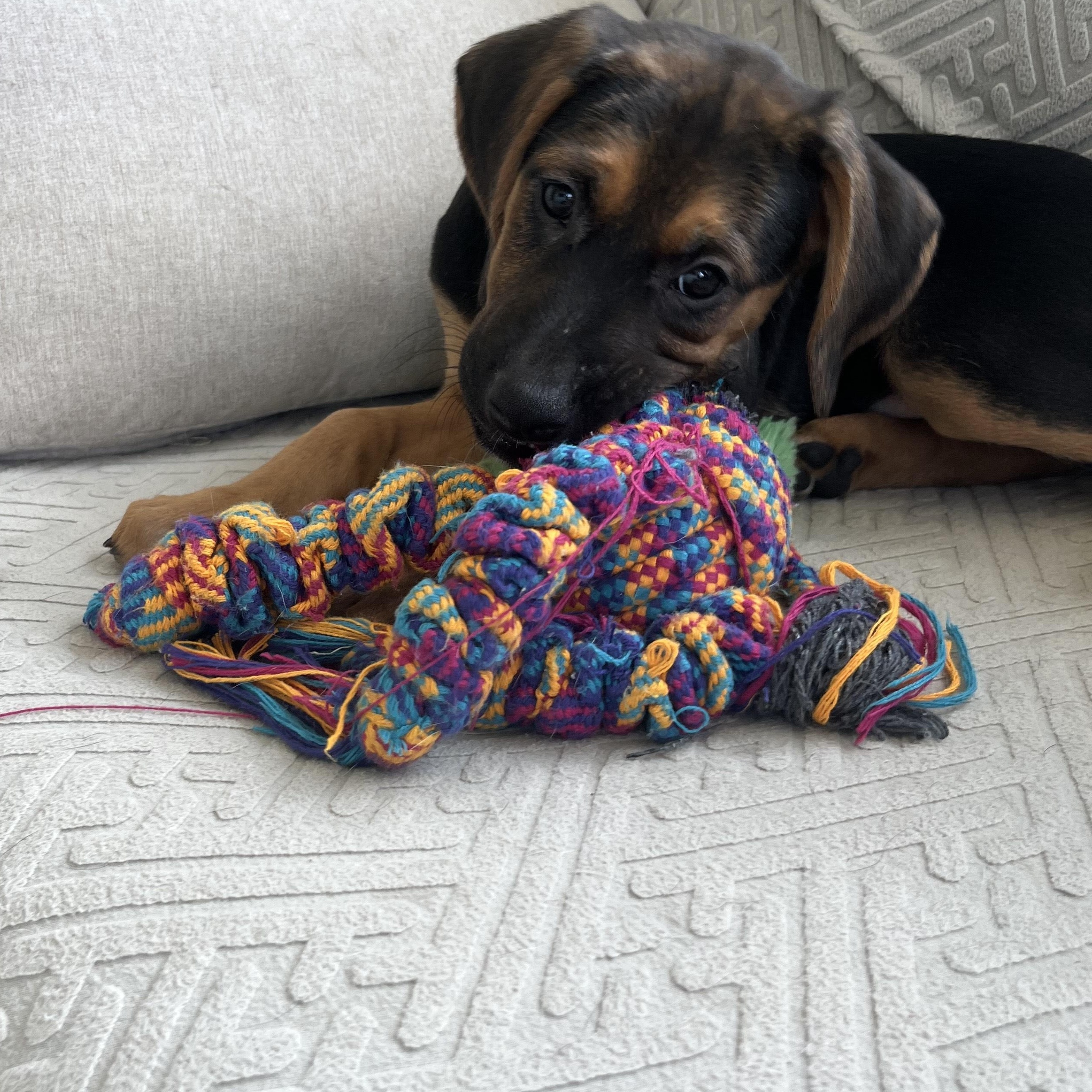 Darla