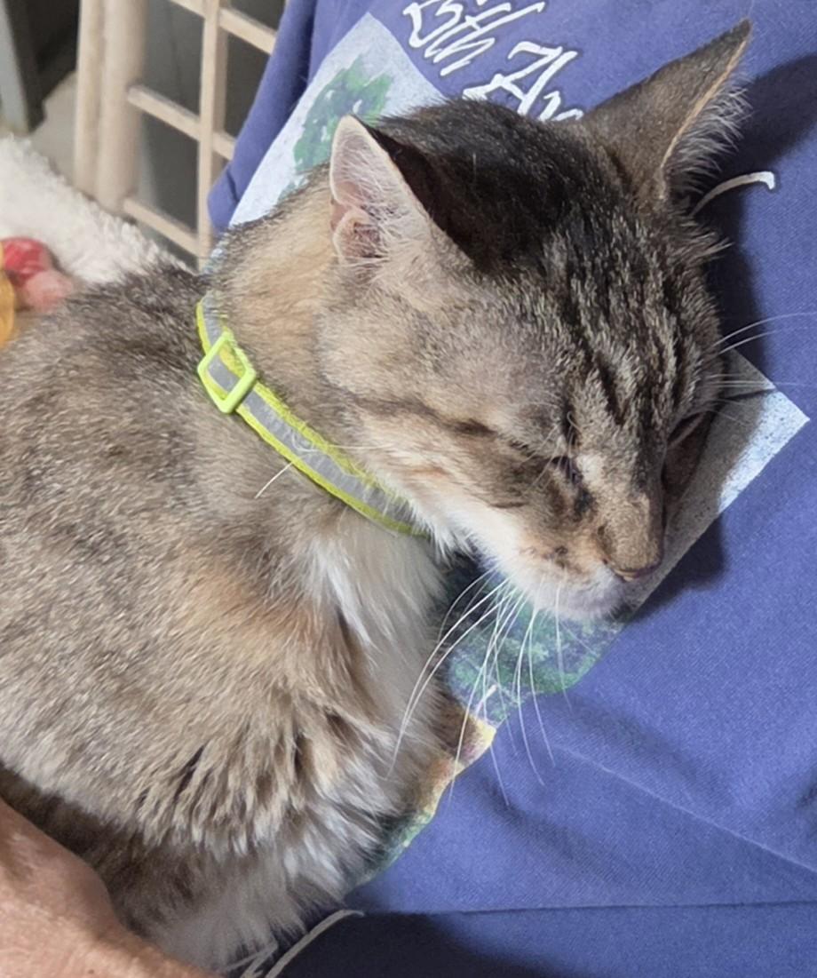 Pecos, ADOPTABLE, Senior Male Domestic Short Hair.