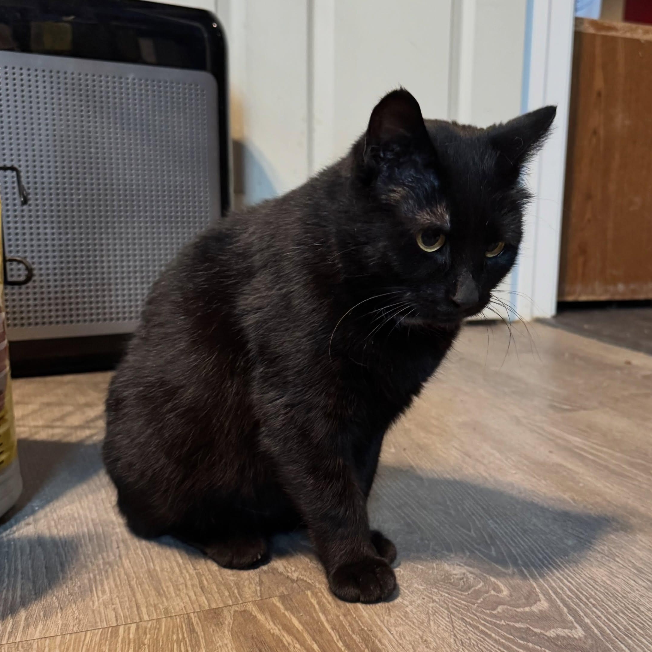 Wednesday, Adoptable, Adult Female Domestic Short Hair.