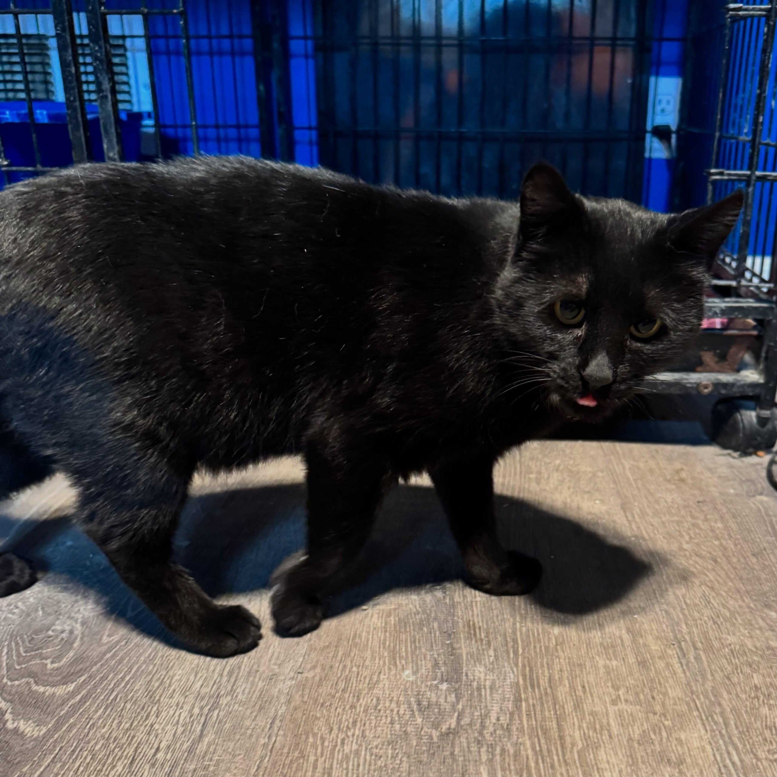 Wednesday, a Adoptable Domestic Short Hair in Rochester, NY image 5/5