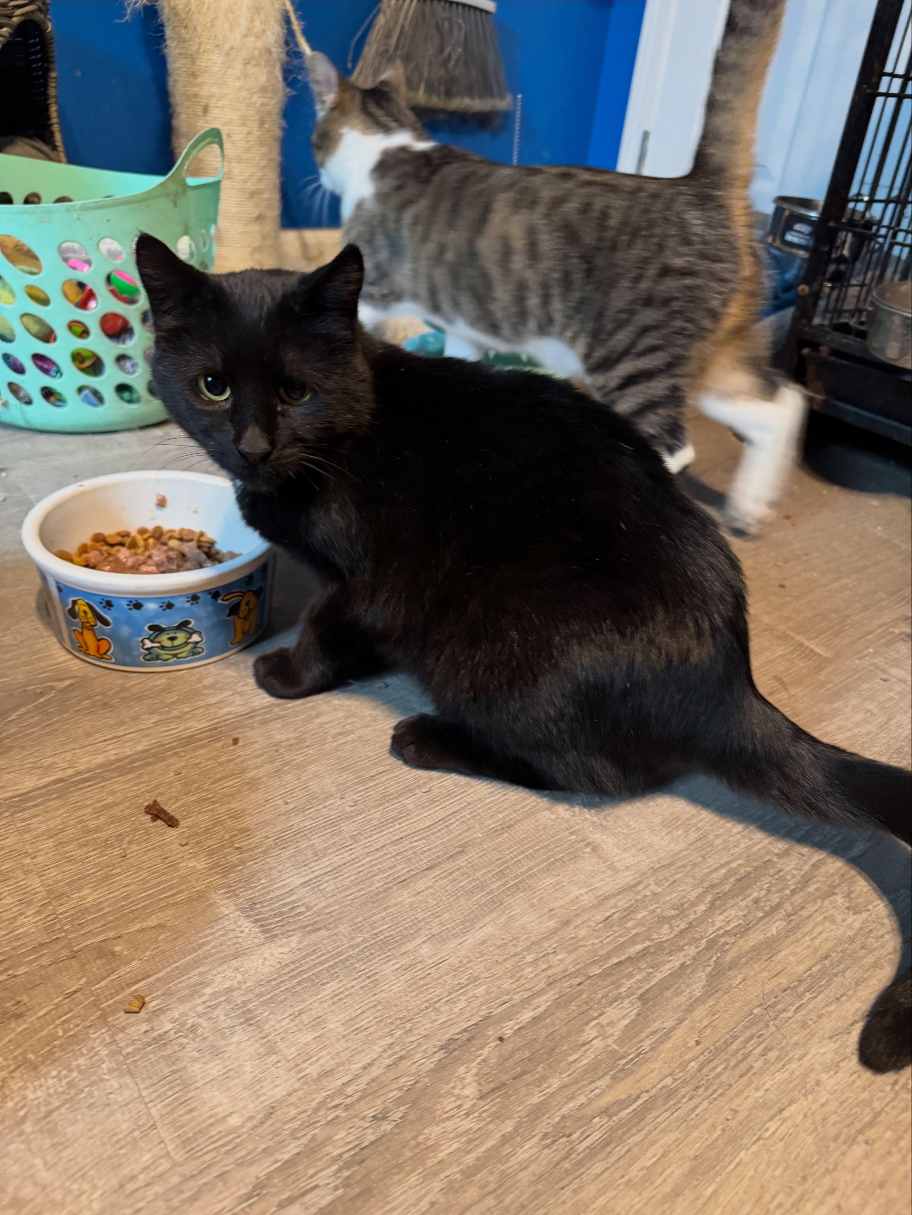 Wednesday, a Adoptable Domestic Short Hair in Rochester, NY image 2/5