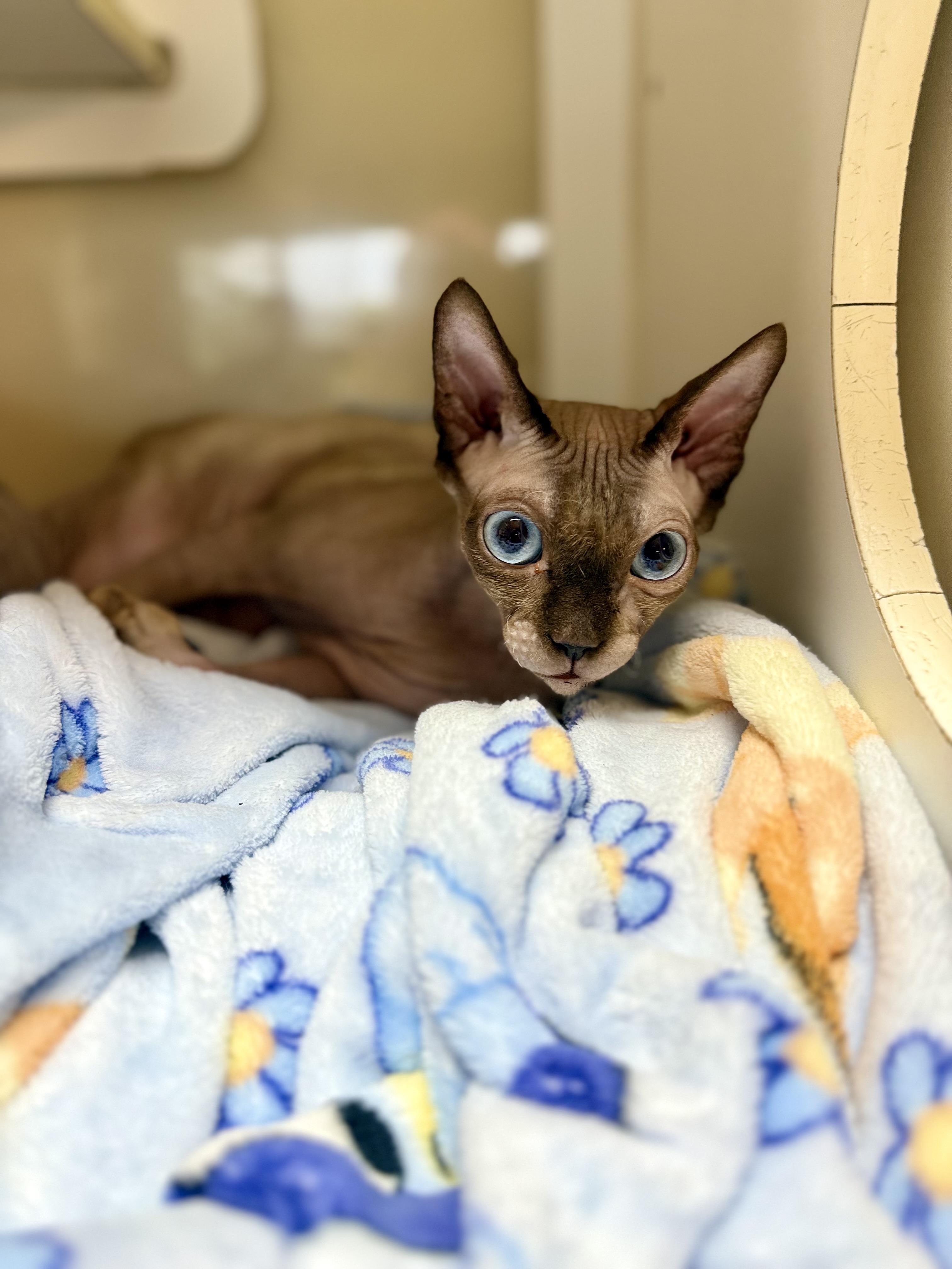 Armani, adopted, Adult Male Sphynx / Hairless Cat.