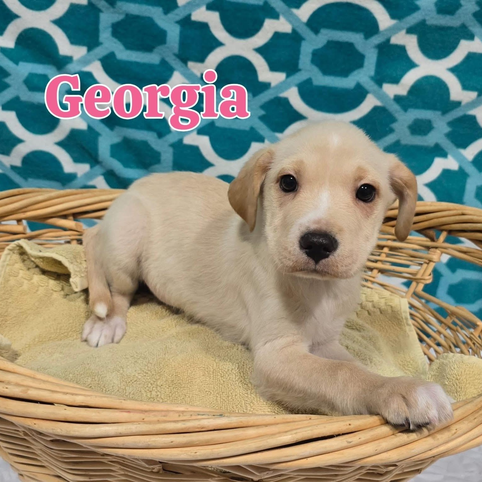 Enlarge Georgia, an adopted mixed breed in Joliet, IL image 1/1