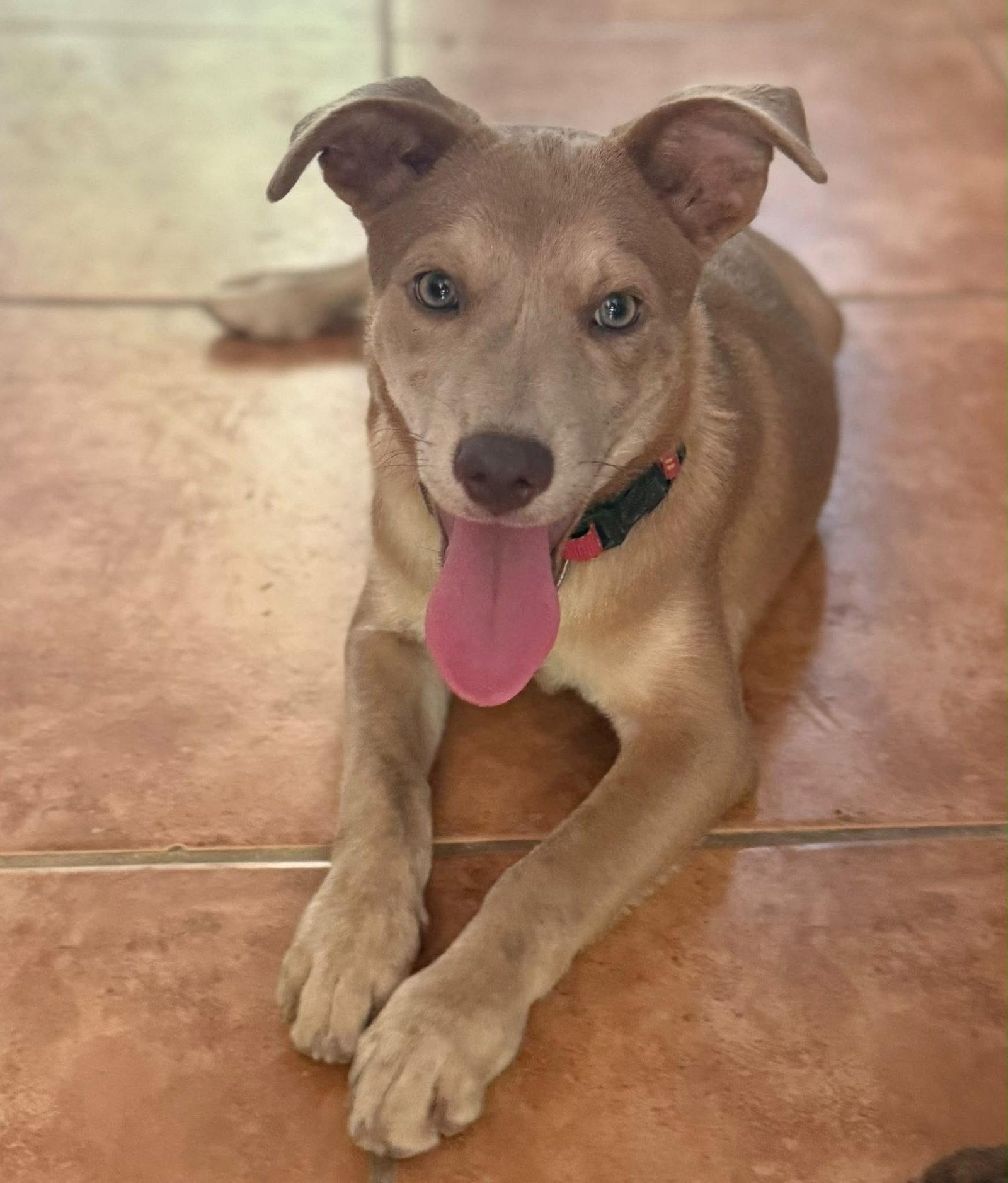 Wolfe, Adoptable, Puppy Male Retriever & Labrador Retriever.