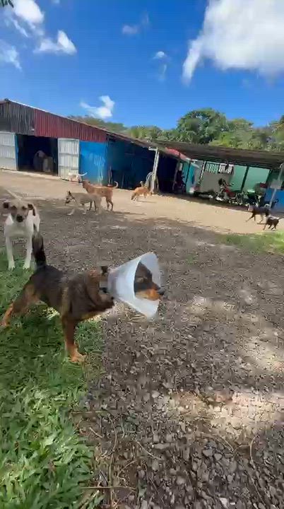 Enlarge PABLO is a Tripod , a ADOPTABLE Mixed Breed in North York, ON video 3/3