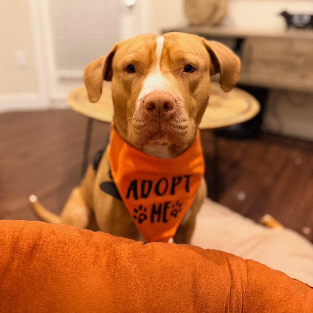 Carrot photo