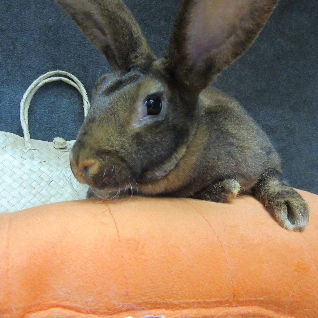 Enlarge Maia, a Adoptable New Zealand in Newport, PA image 1/4