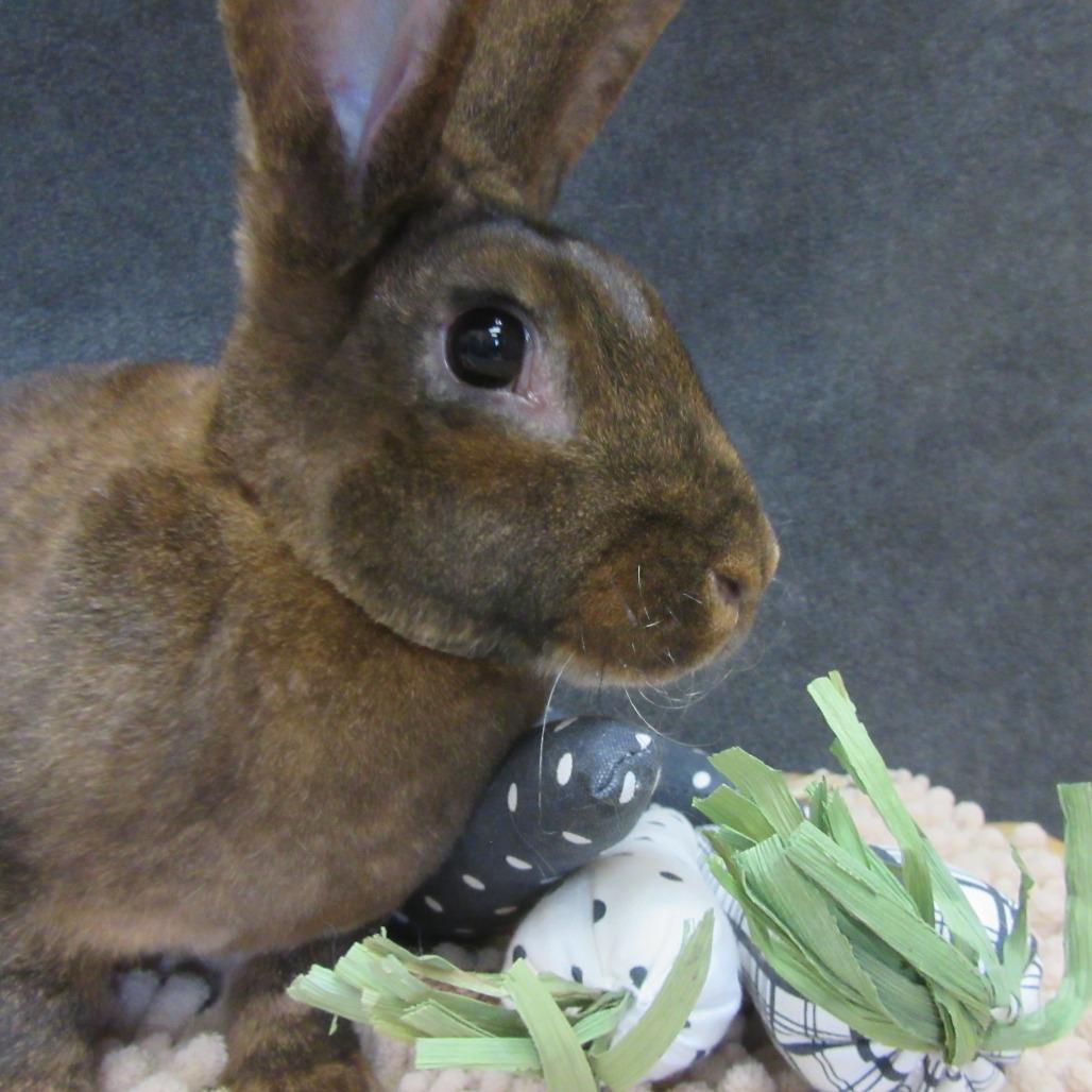 Enlarge Maia, a Adoptable New Zealand in Newport, PA image 2/4