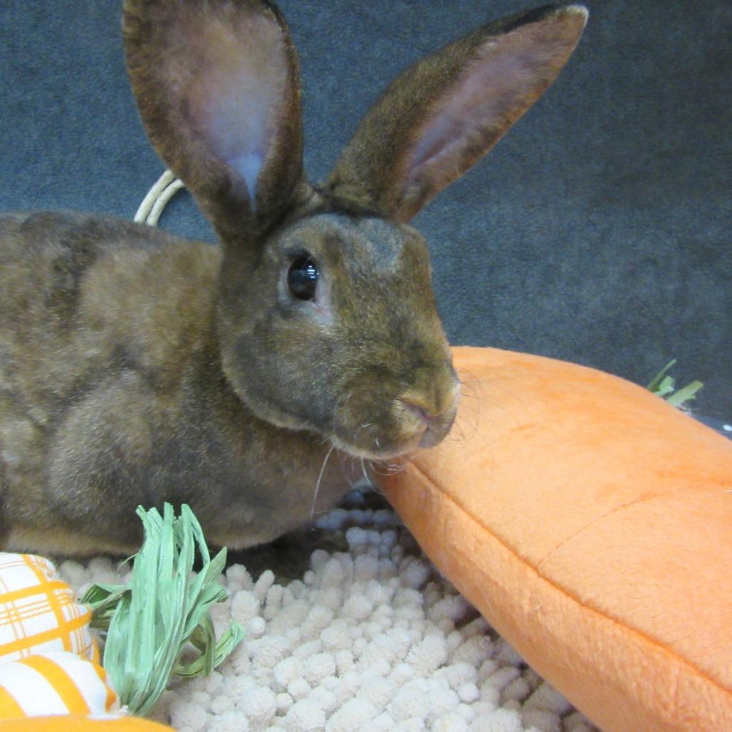 Enlarge Maia, a Adoptable New Zealand in Newport, PA image 3/4