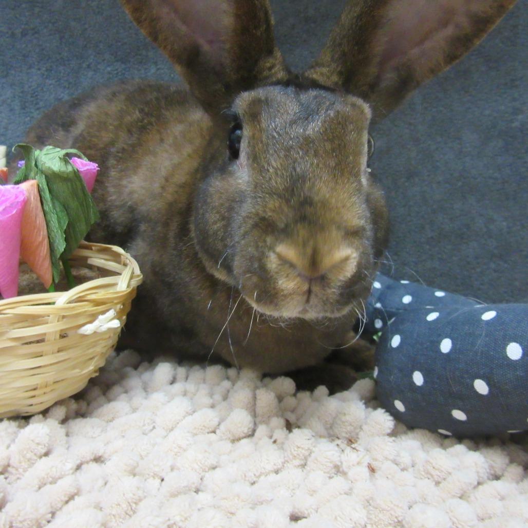 Enlarge Maia, a Adoptable New Zealand in Newport, PA image 4/4