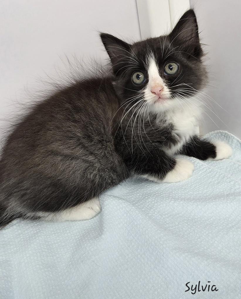 Sylvia, an adopted Domestic Medium Hair in Key Largo, FL image 3/4