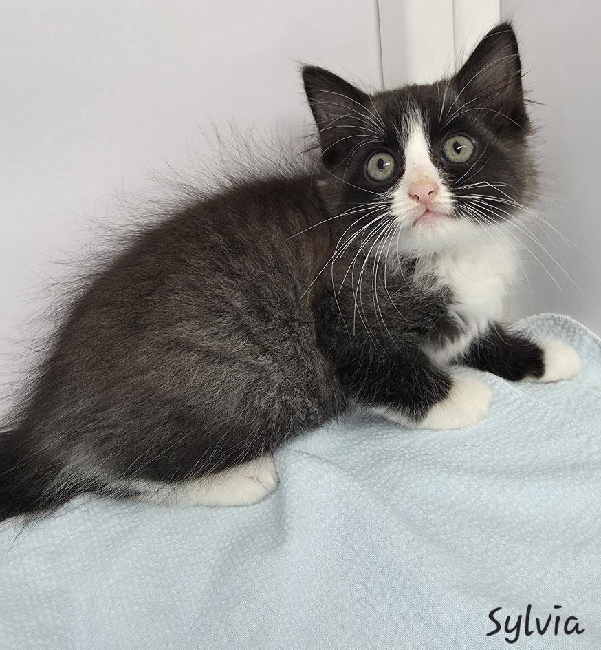 Sylvia, an adopted Domestic Medium Hair in Key Largo, FL image 1/4