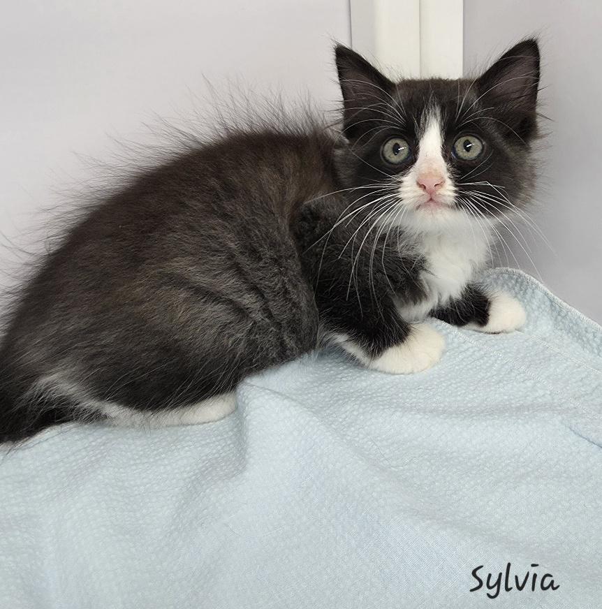 Sylvia, an adopted Domestic Medium Hair in Key Largo, FL image 4/4