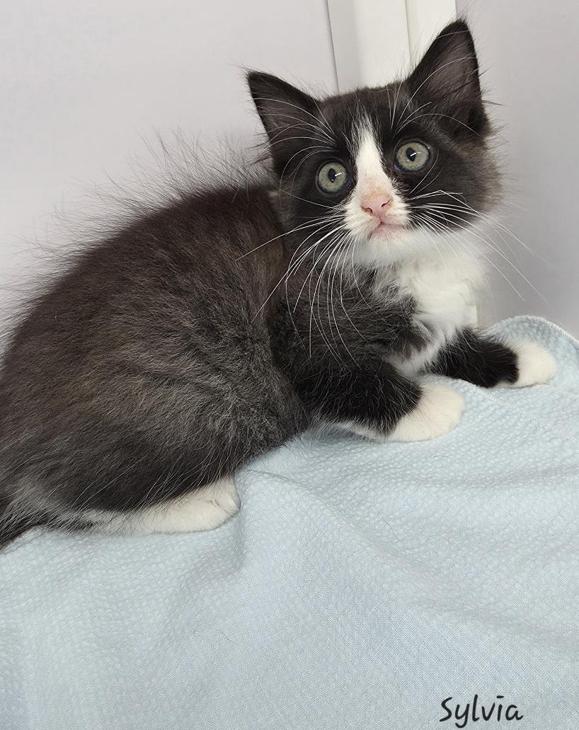 Sylvia, an adopted Domestic Medium Hair in Key Largo, FL image 2/4
