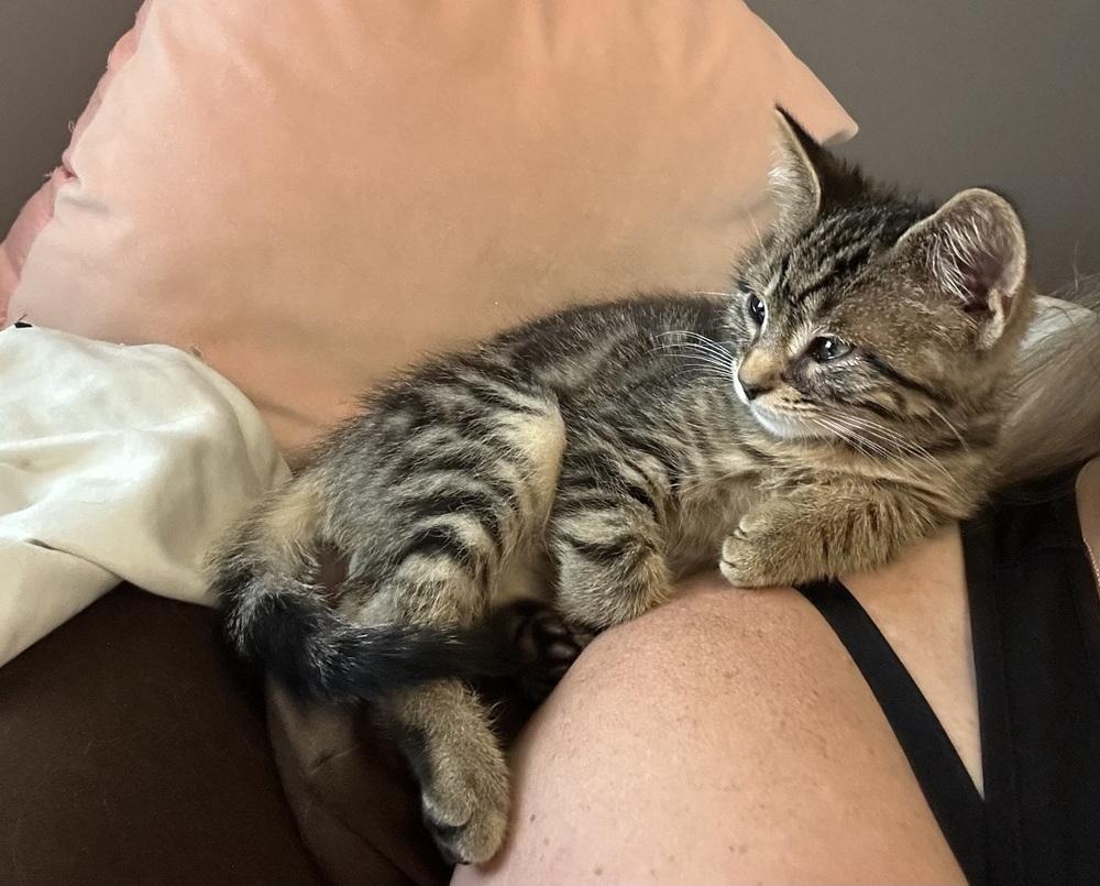 Bow, Adoptable, Adult Male Domestic Short Hair.