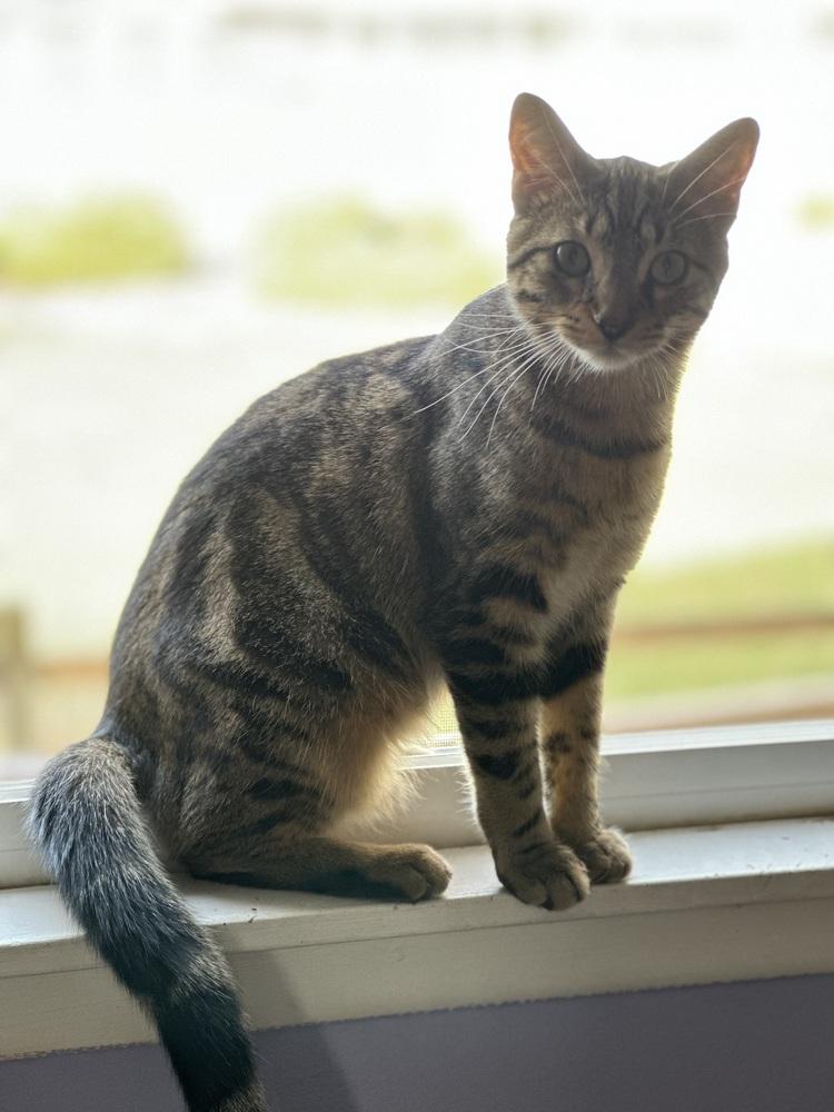 Bow, a Adoptable mixed breed in Mishawaka, IN image 2/6