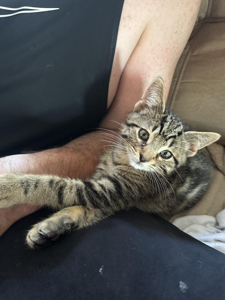 Bow, Adoptable, Adult Male Domestic Short Hair.