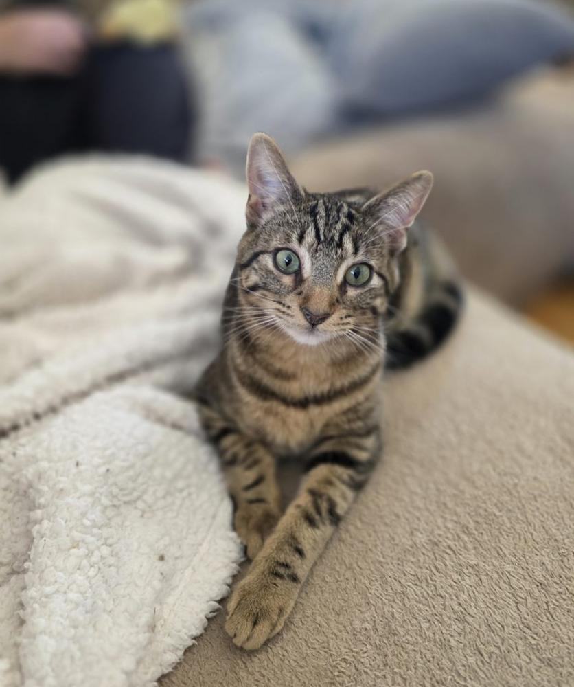 Bow, a Adoptable mixed breed in Mishawaka, IN image 4/6