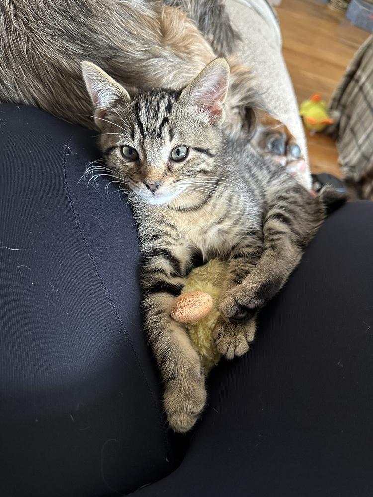 Bow, a Adoptable mixed breed in Mishawaka, IN image 5/6