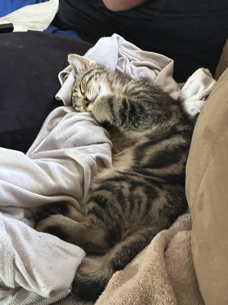 Bow, a Adoptable mixed breed in Mishawaka, IN image 6/6