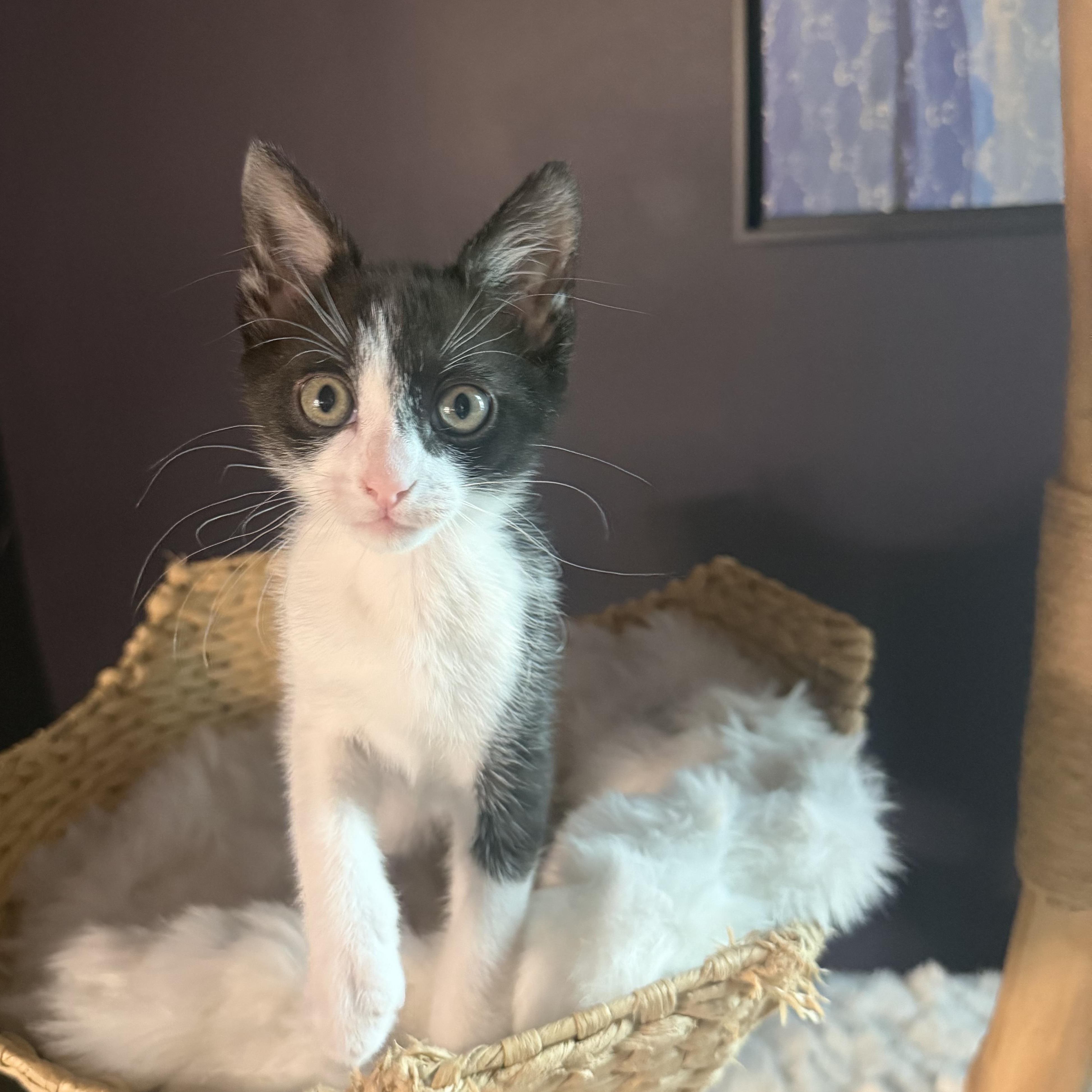 Lasagna, Adoptable, Kitten Male Domestic Short Hair.