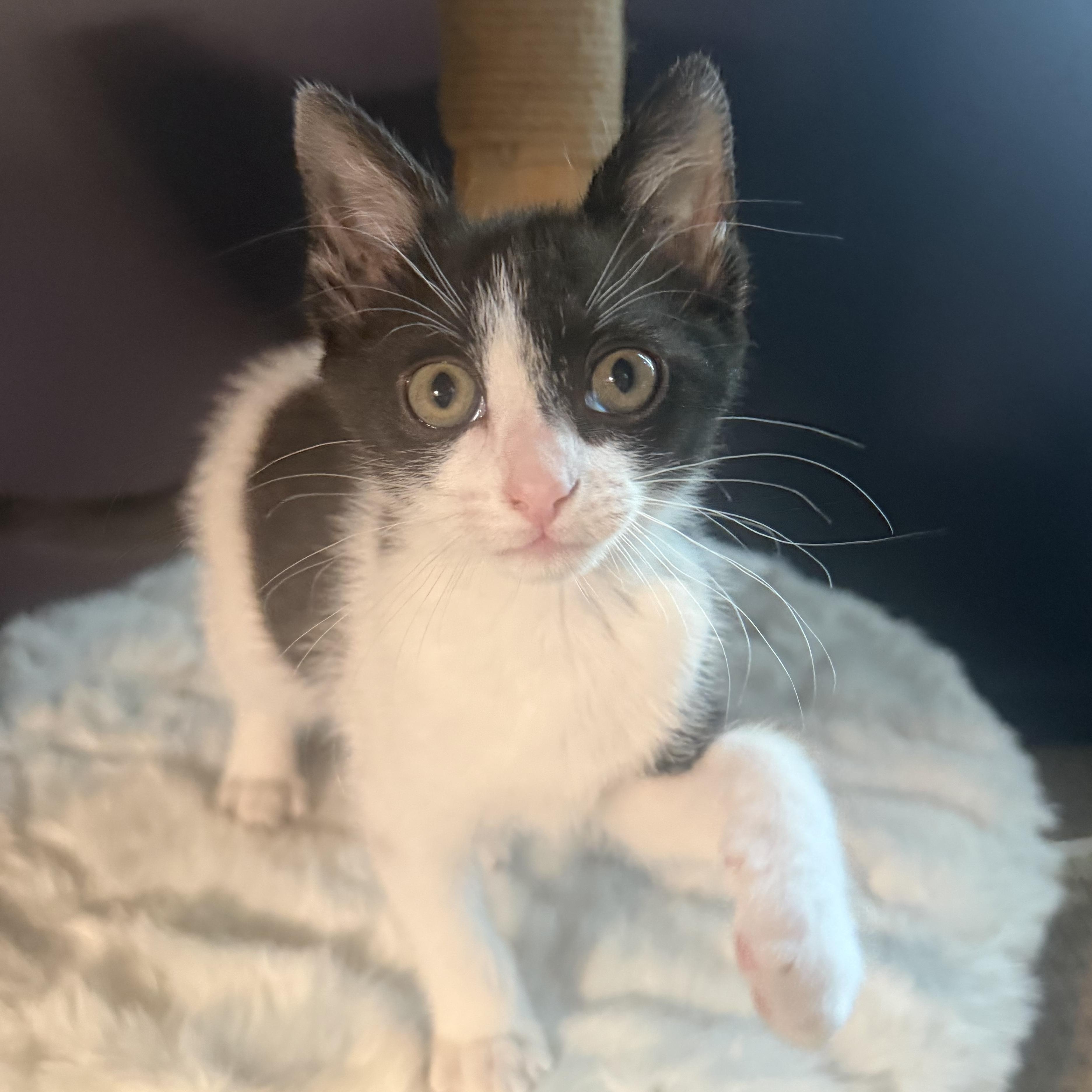 Lasagna, a Adoptable Domestic Short Hair in Memphis, TN image 2/5