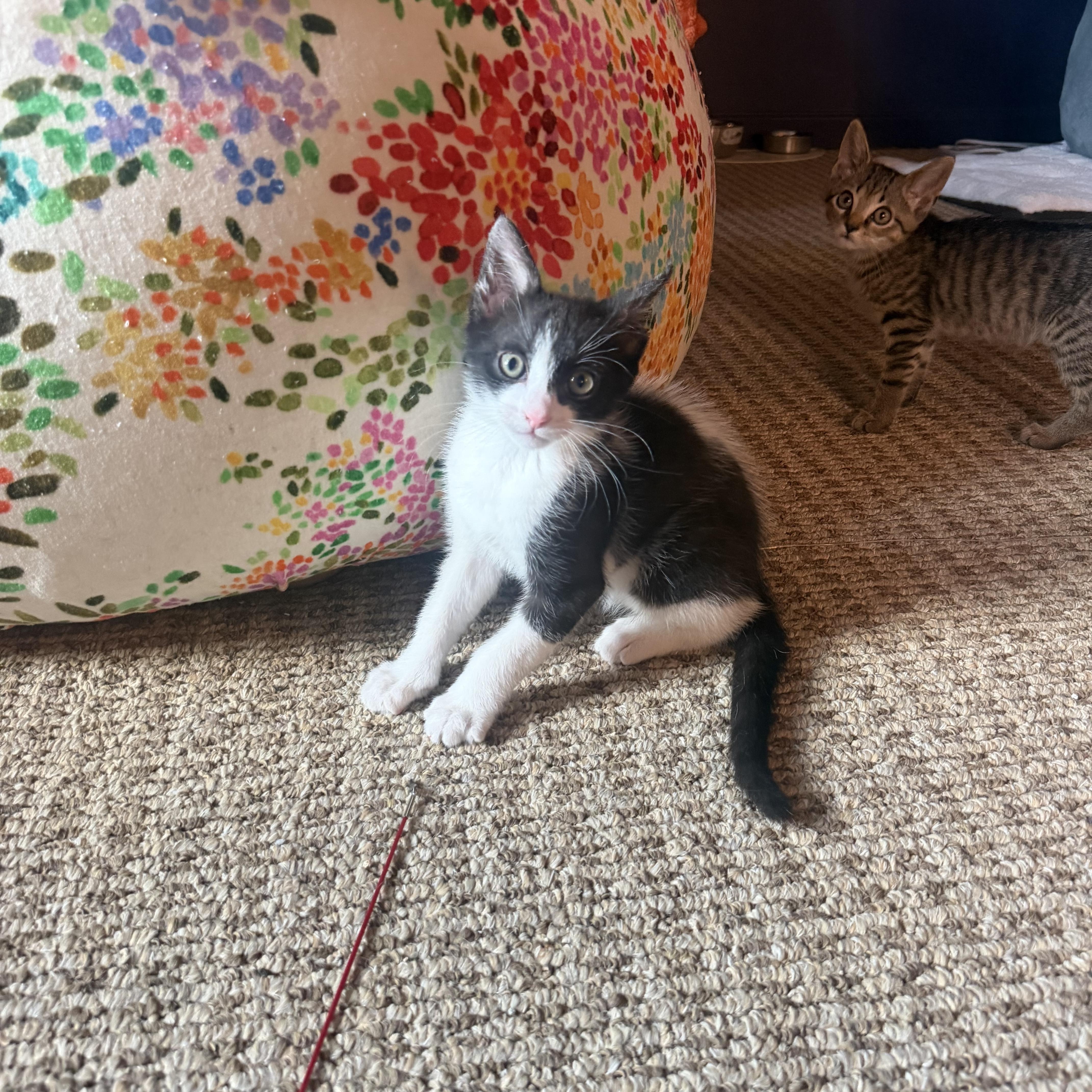 Lasagna, a Adoptable Domestic Short Hair in Memphis, TN image 3/5