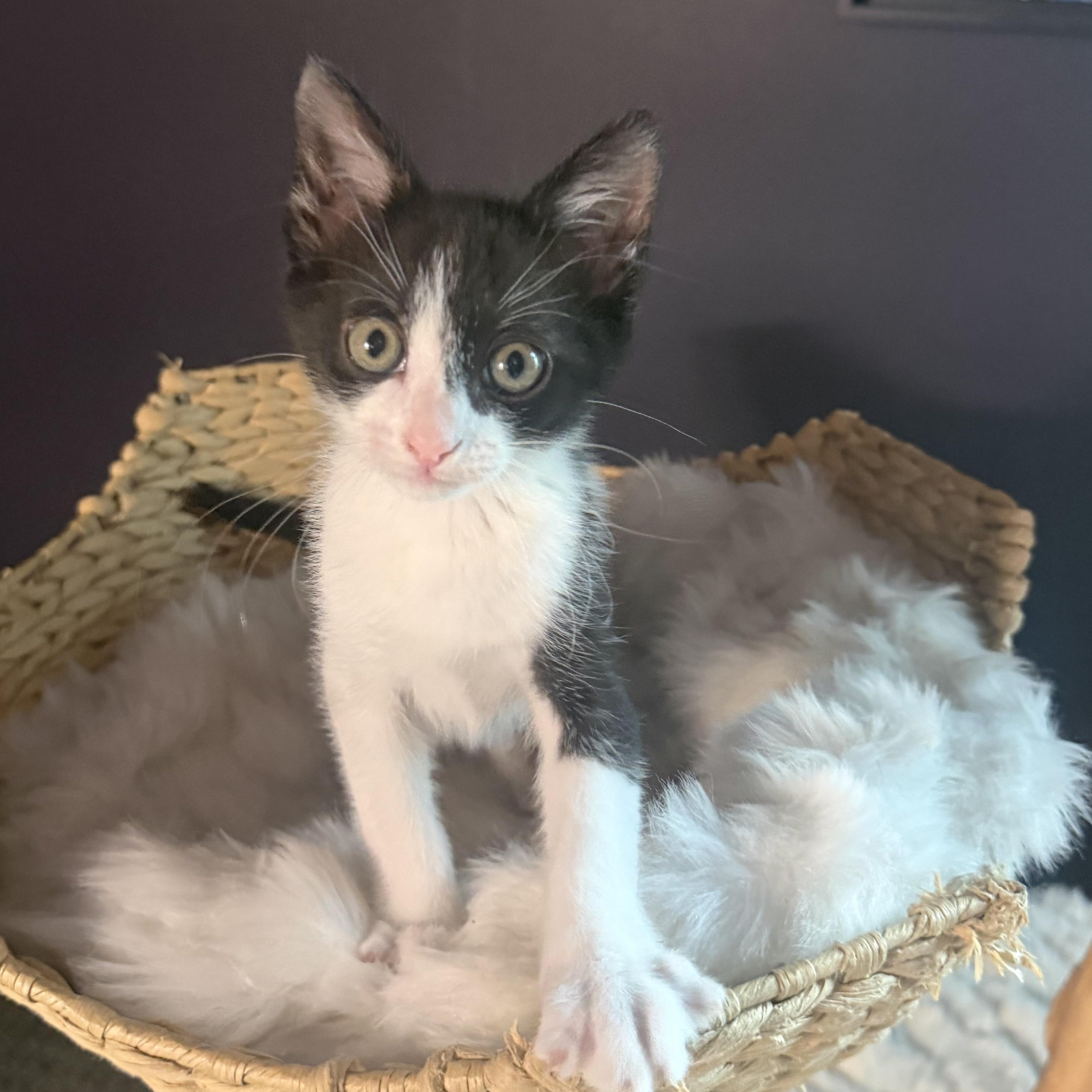 Lasagna, a Adoptable Domestic Short Hair in Memphis, TN image 4/5