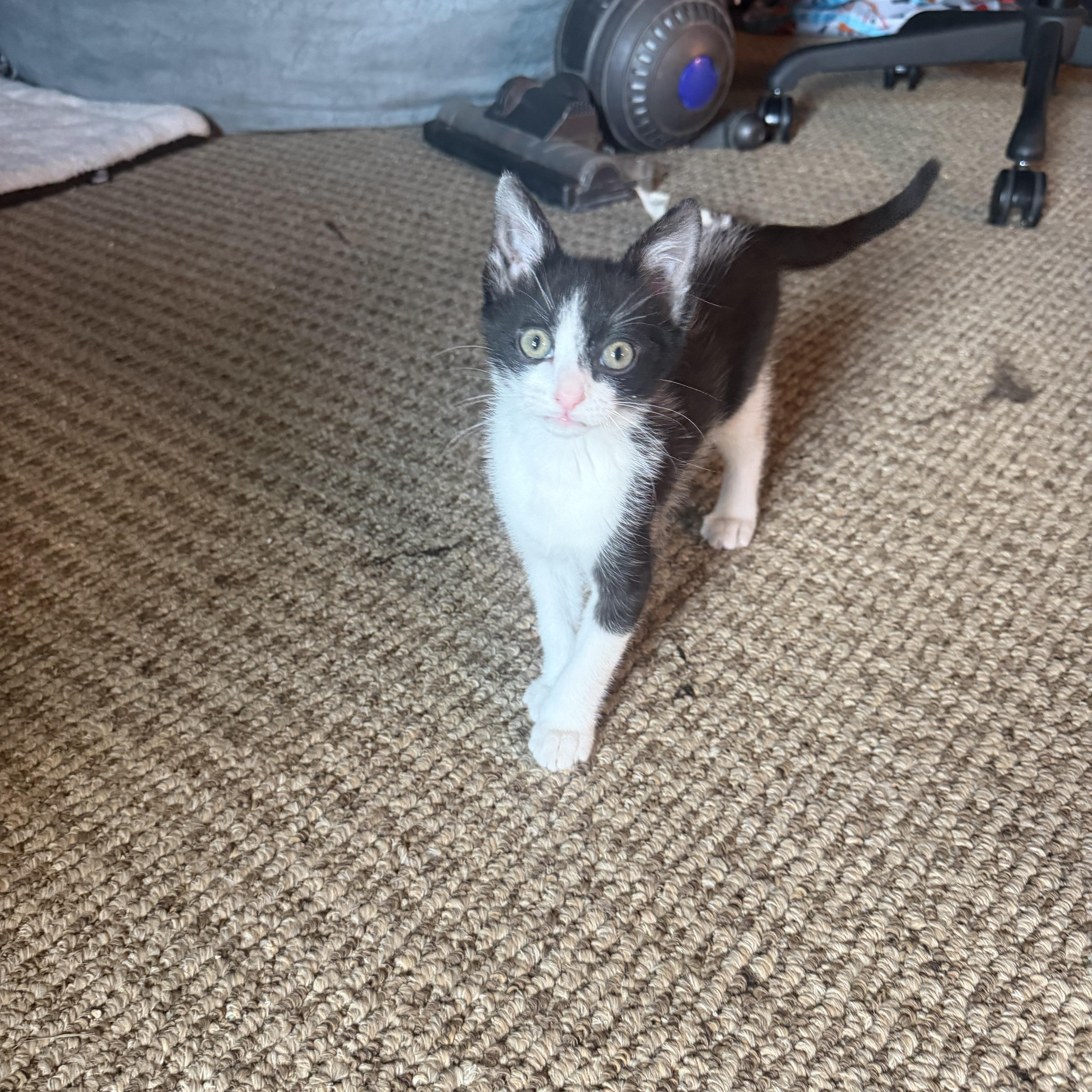 Lasagna, a Adoptable Domestic Short Hair in Memphis, TN image 5/5